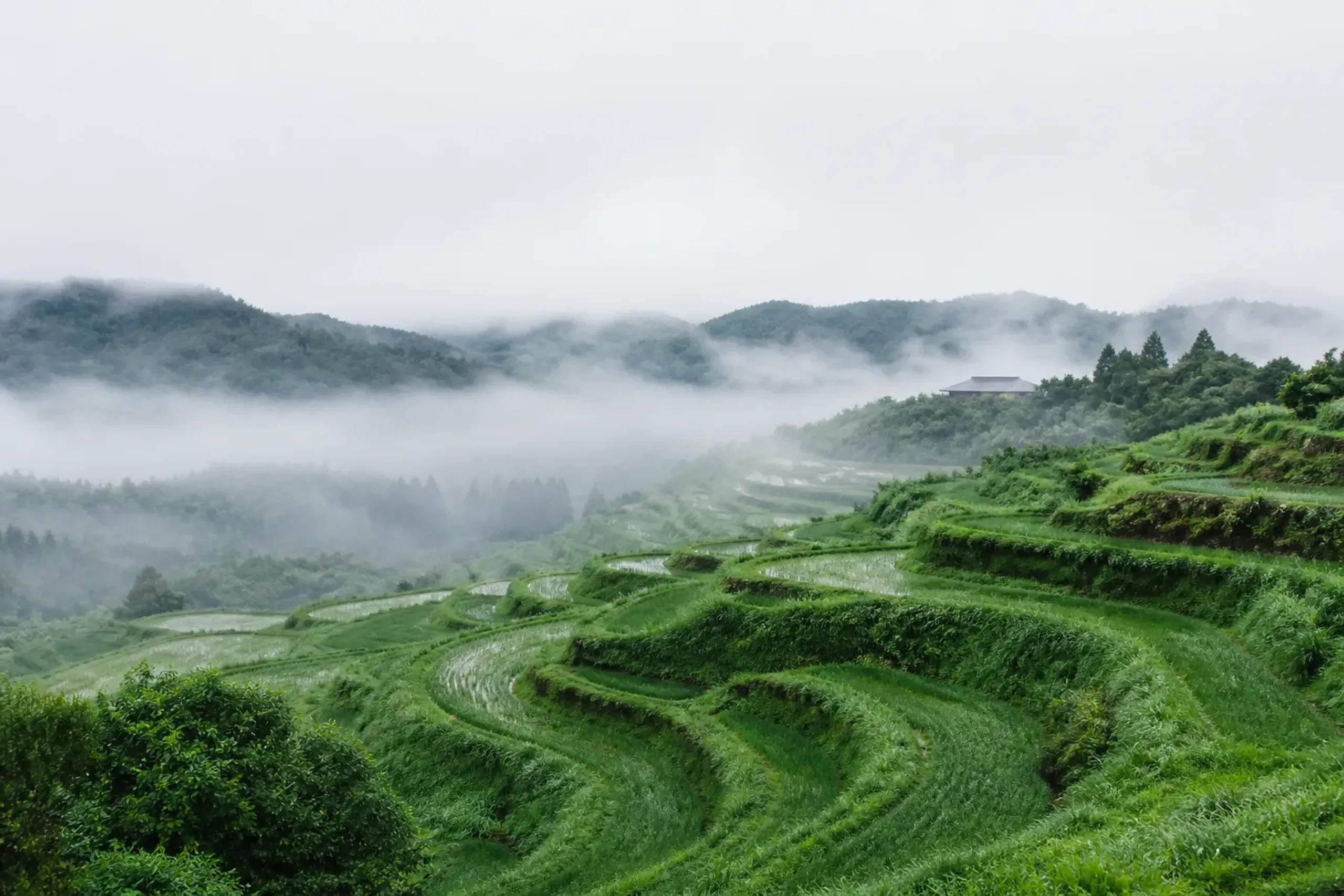 a quiet, mist-covered rural landscape of a lesser-known Japanese prefecture in early September, with terraced rice fields under a gray sky hinting at approaching rain