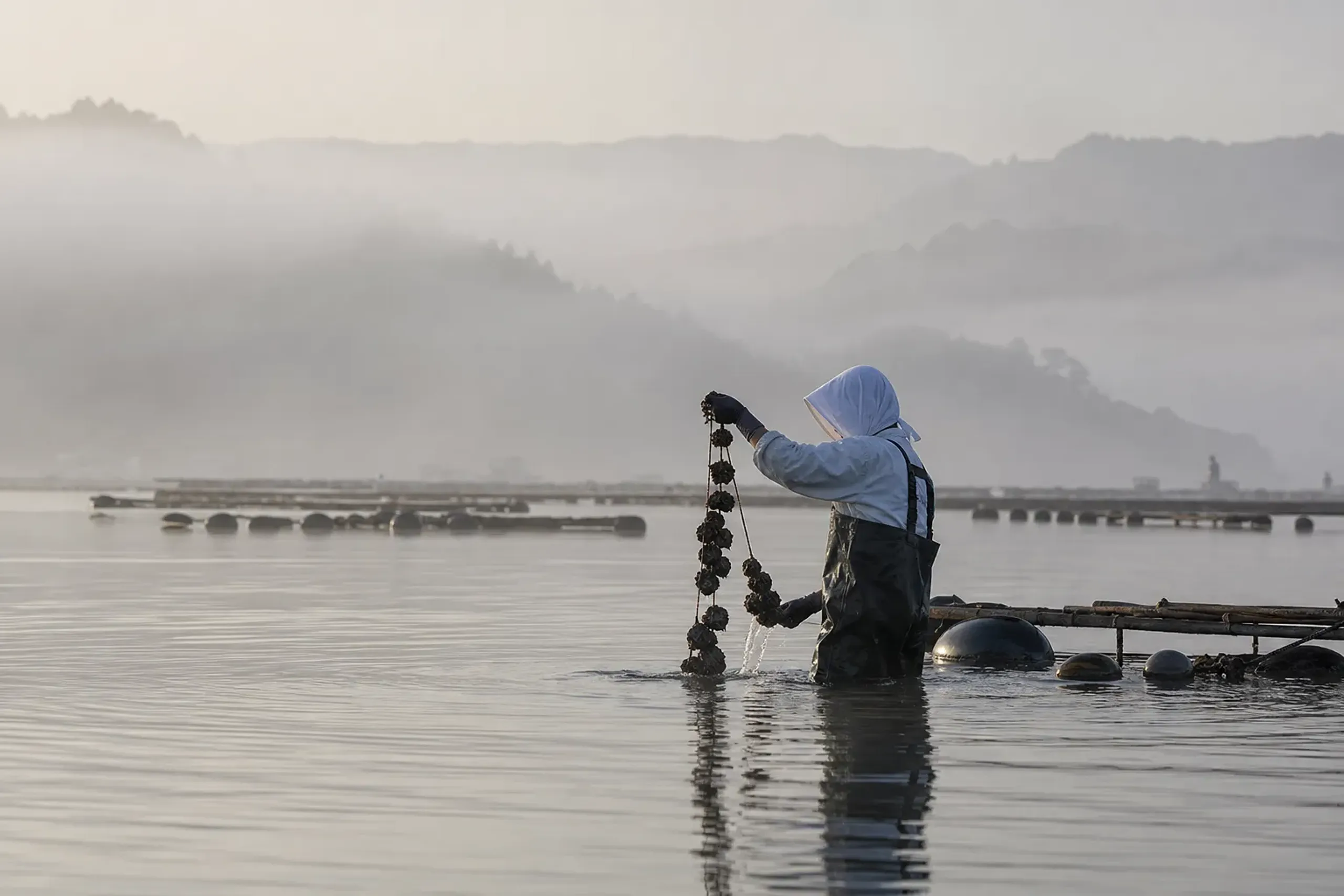 Rare Pearls: A Private Tour of Ago Bay's Farms