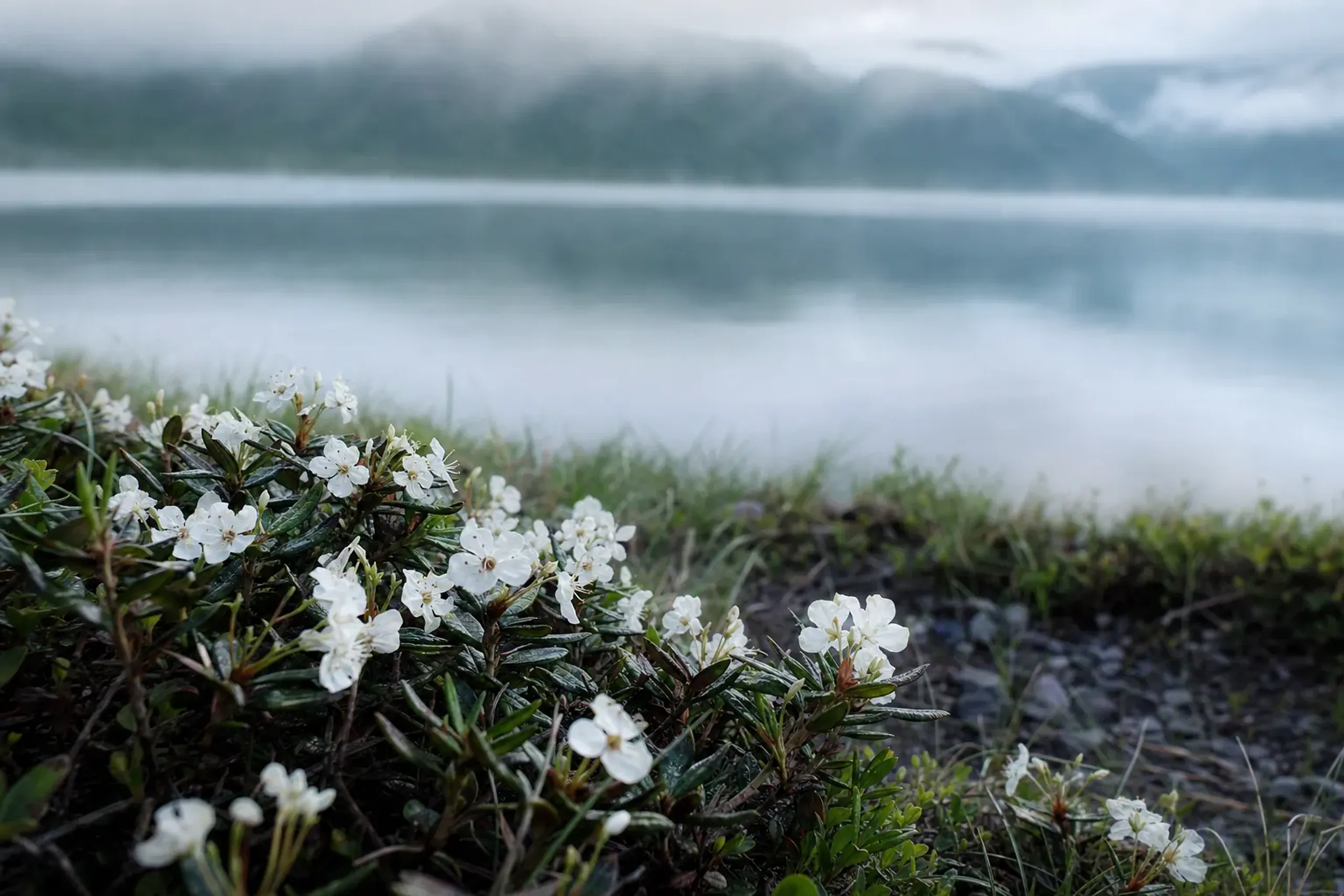 In June to early July, Ezo-isotsutsuji — Labrador tea —