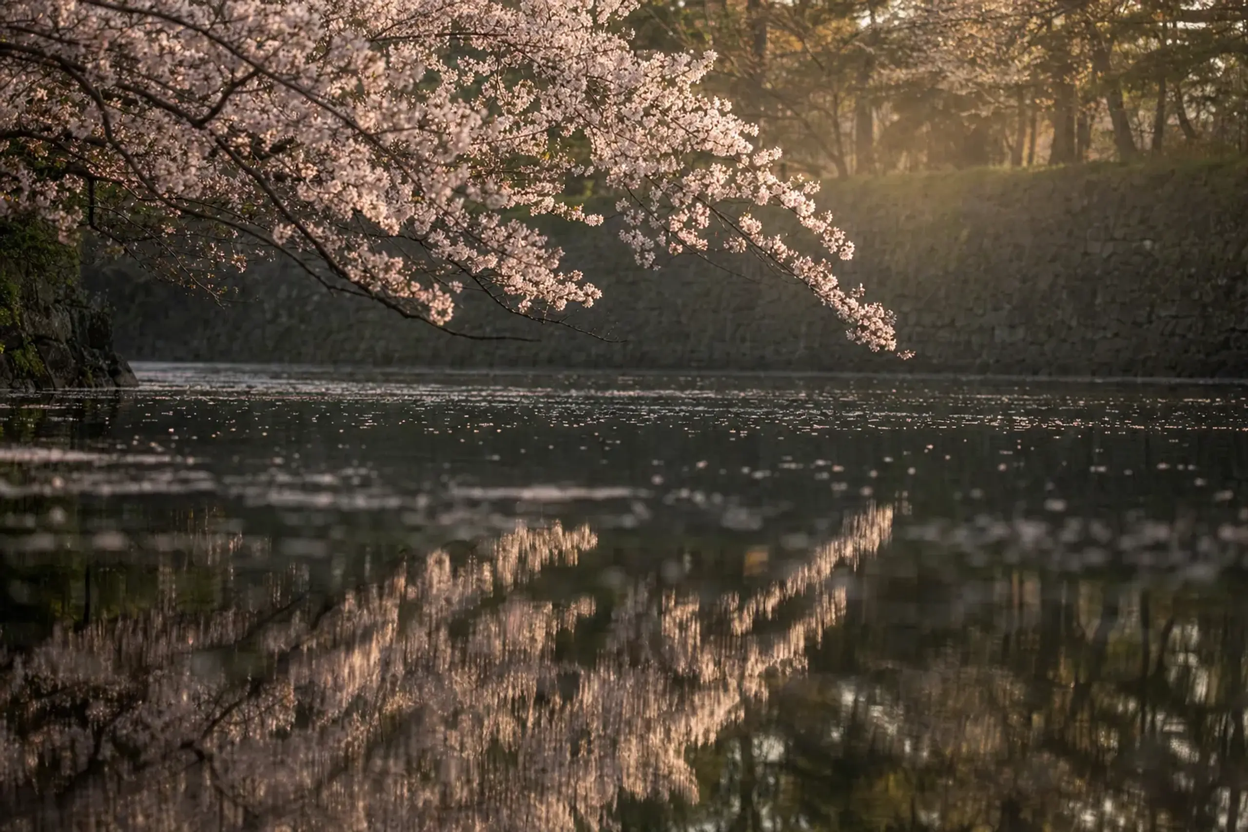 pale-pink cherry blossoms overhanging the moat at Hirosaki Castle in late-afternoon spring light