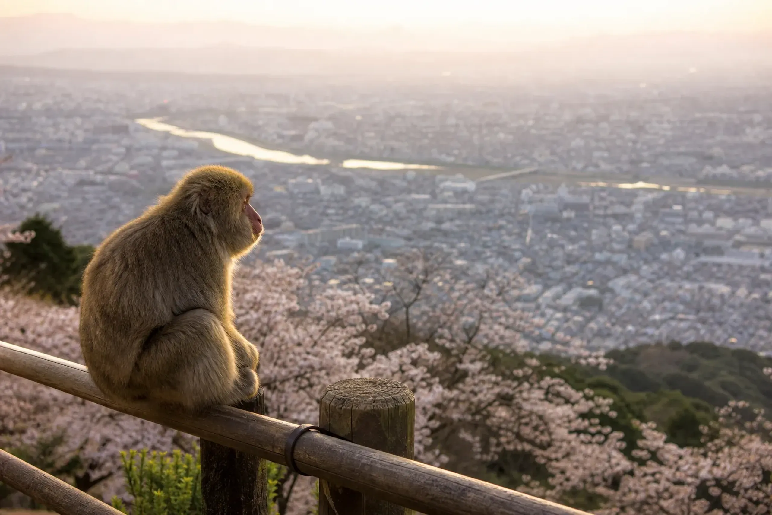 Arashiyama Monkeypark