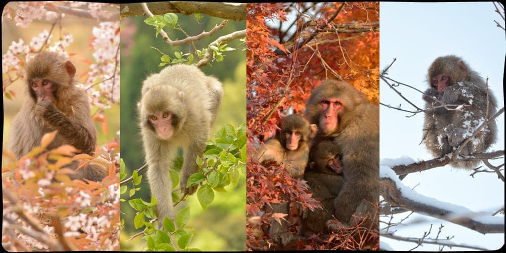 Arashiyama Monkey Park (Iwatayama), Kyoto