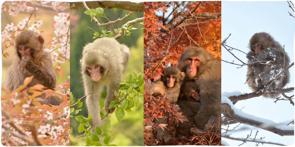 Arashiyama Monkey Park 嵐山モンキーパーク
