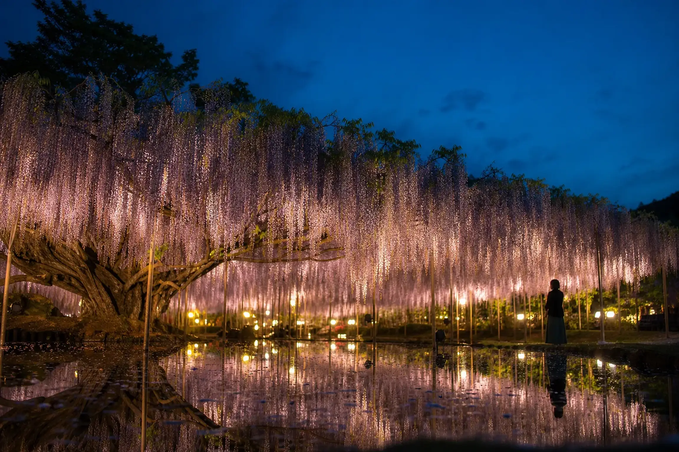 Ashikaga flower park