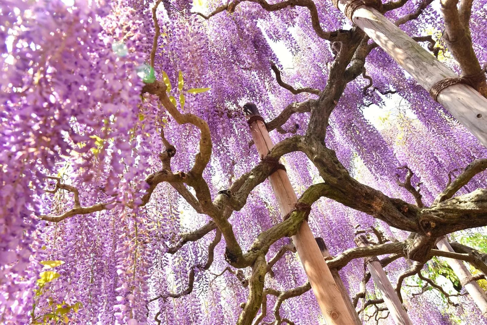 Ashikaga flower park