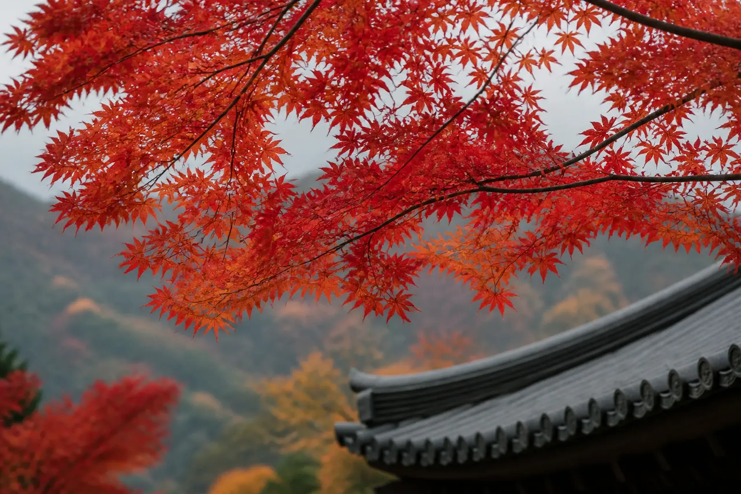 Bright red Japanese maple leaves at peak autumn colour beside a temple roof