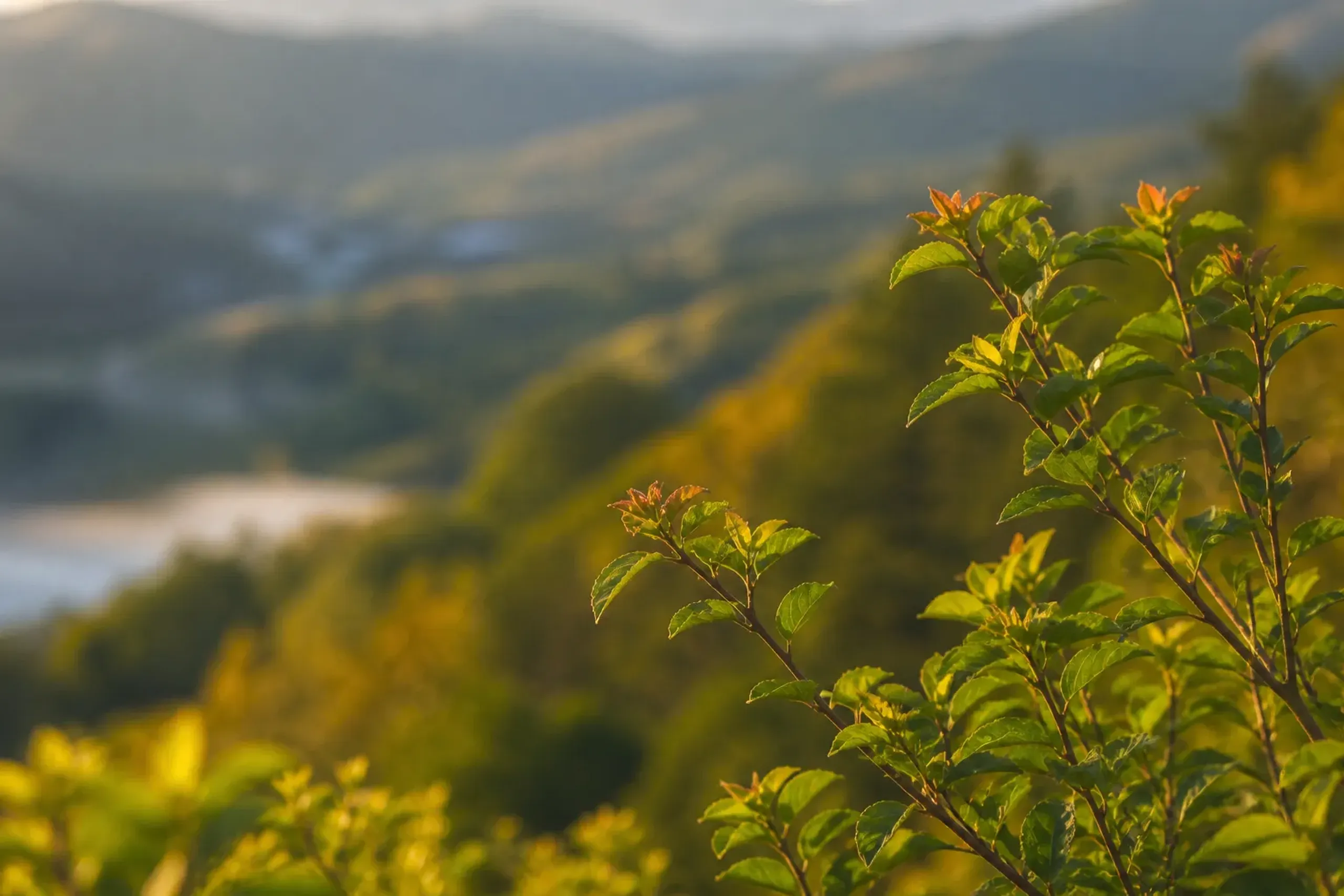 Autumn colour spreading across a forested Hokkaido mountainside with mist in the valley