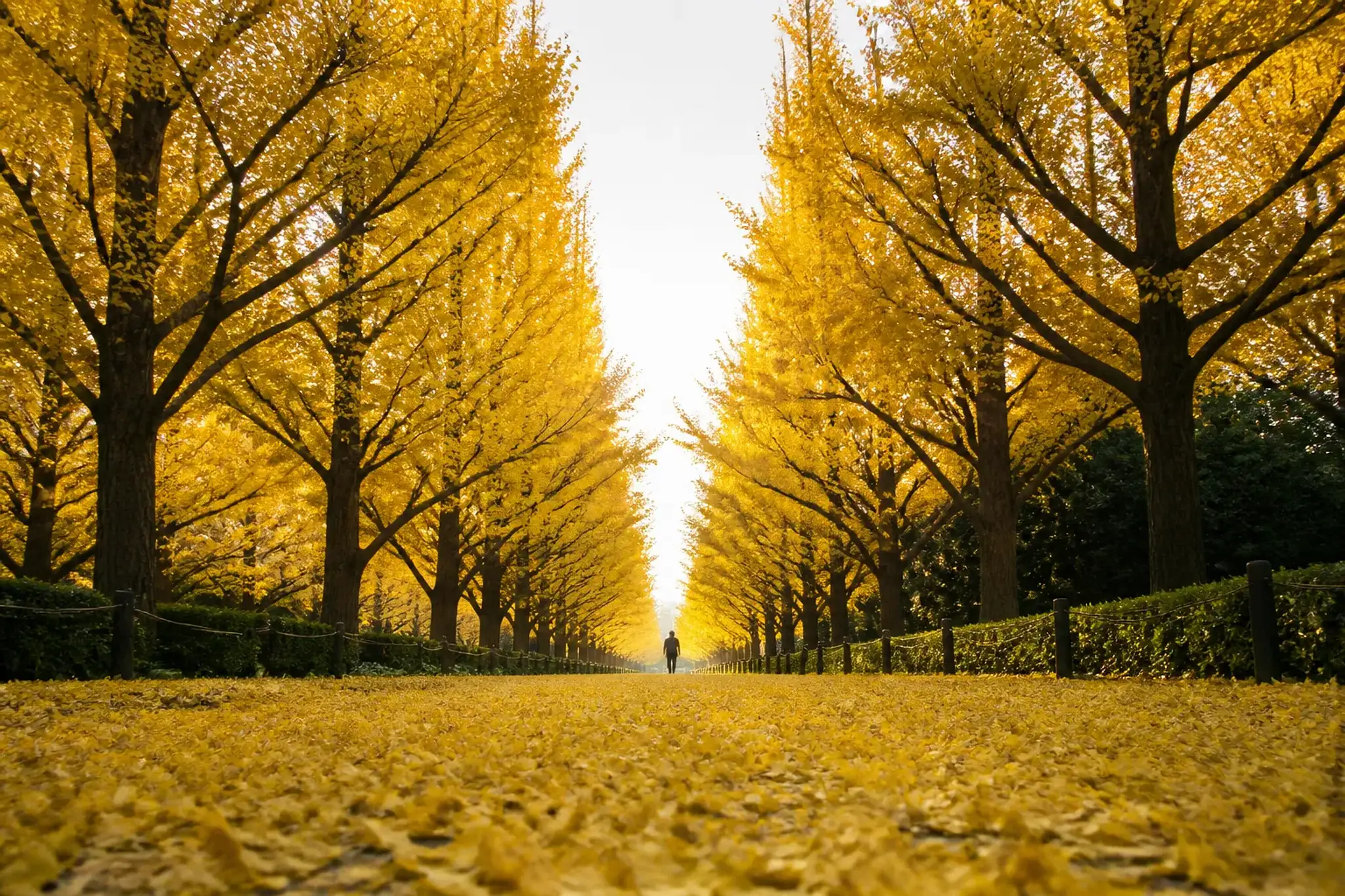 Avenue lined with bright golden ginkgo trees and fallen yellow leaves on the path