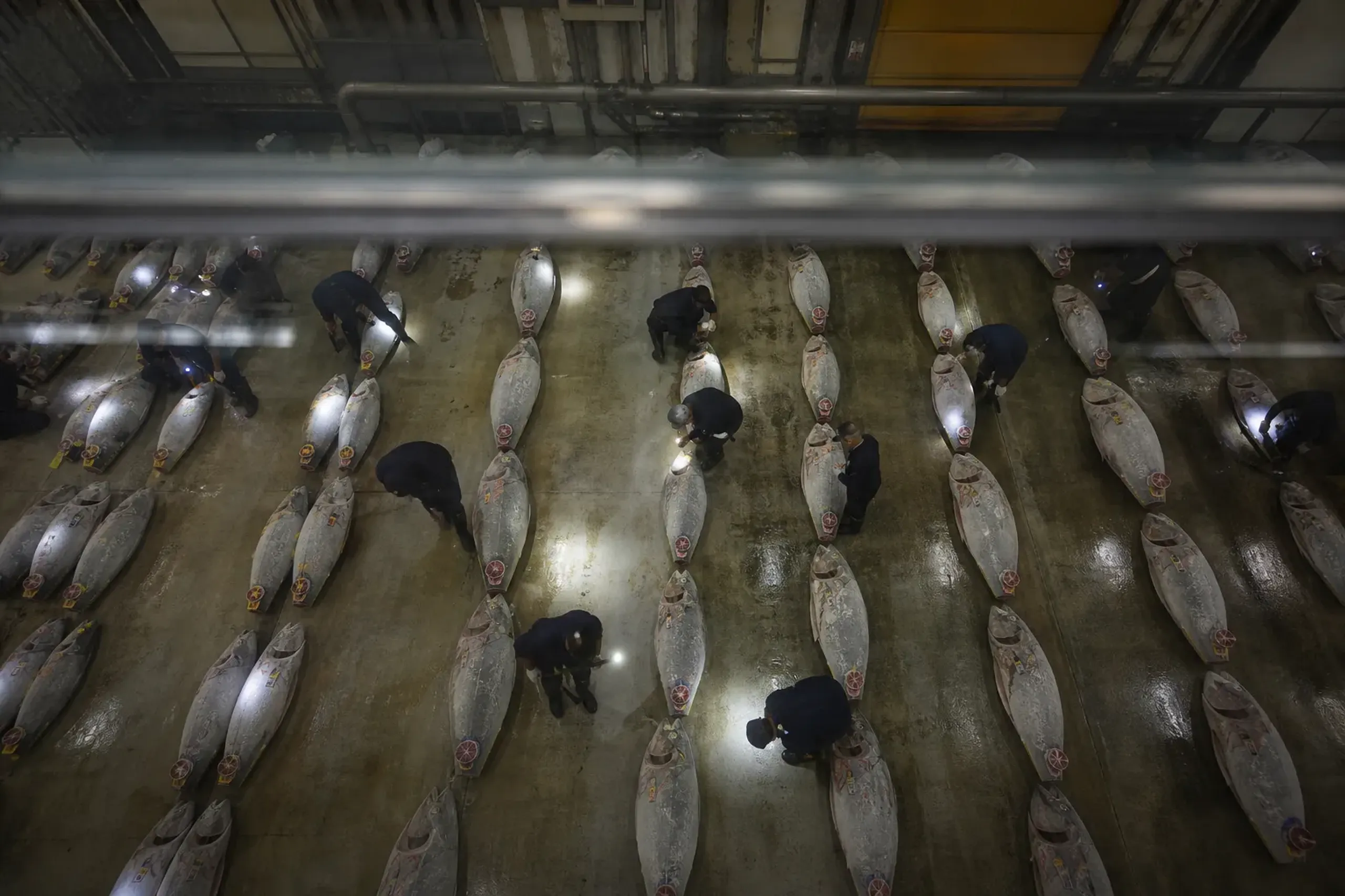 View through glass of Toyosu tuna auction with rows of frozen tuna and buyers inspecting fish with flashlights