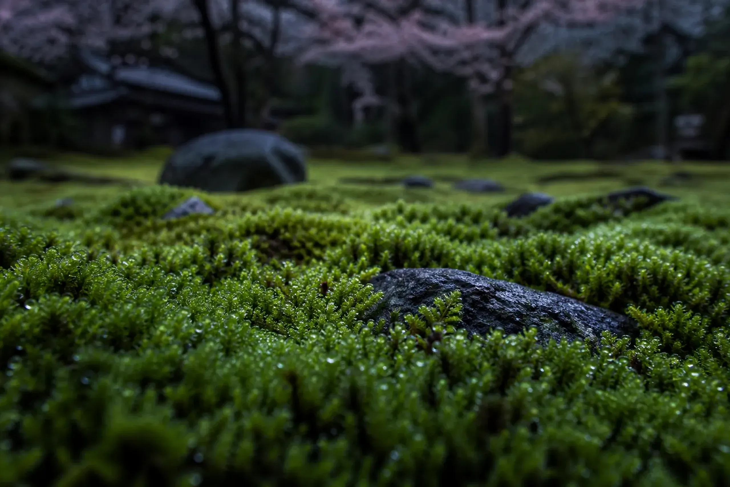 Close view of moss-covered ground and stones at Saihō-ji (Kokedera) in Kyoto