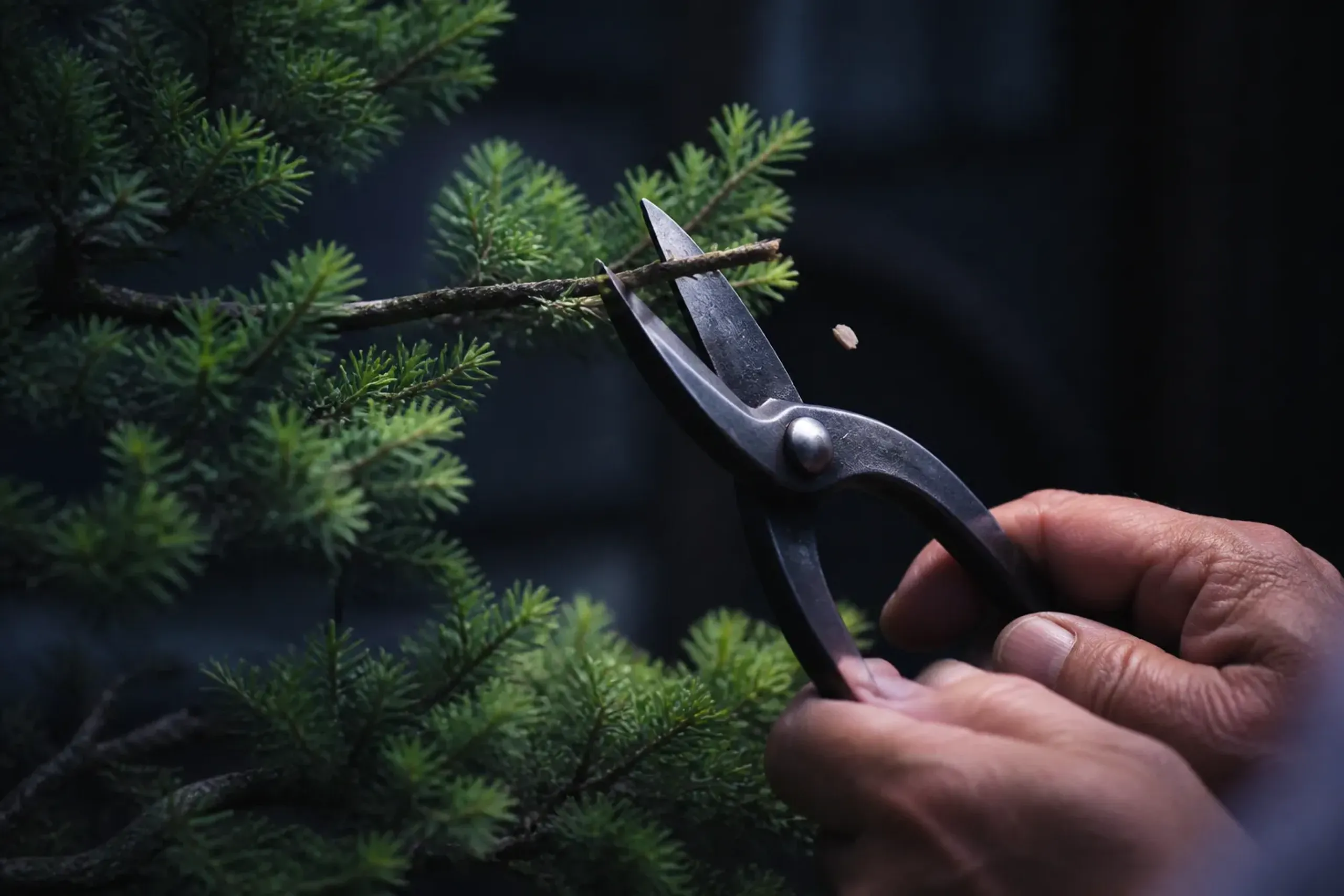 Hands utilizing traditional steel shears to prune a small bonsai tree during a workshop.