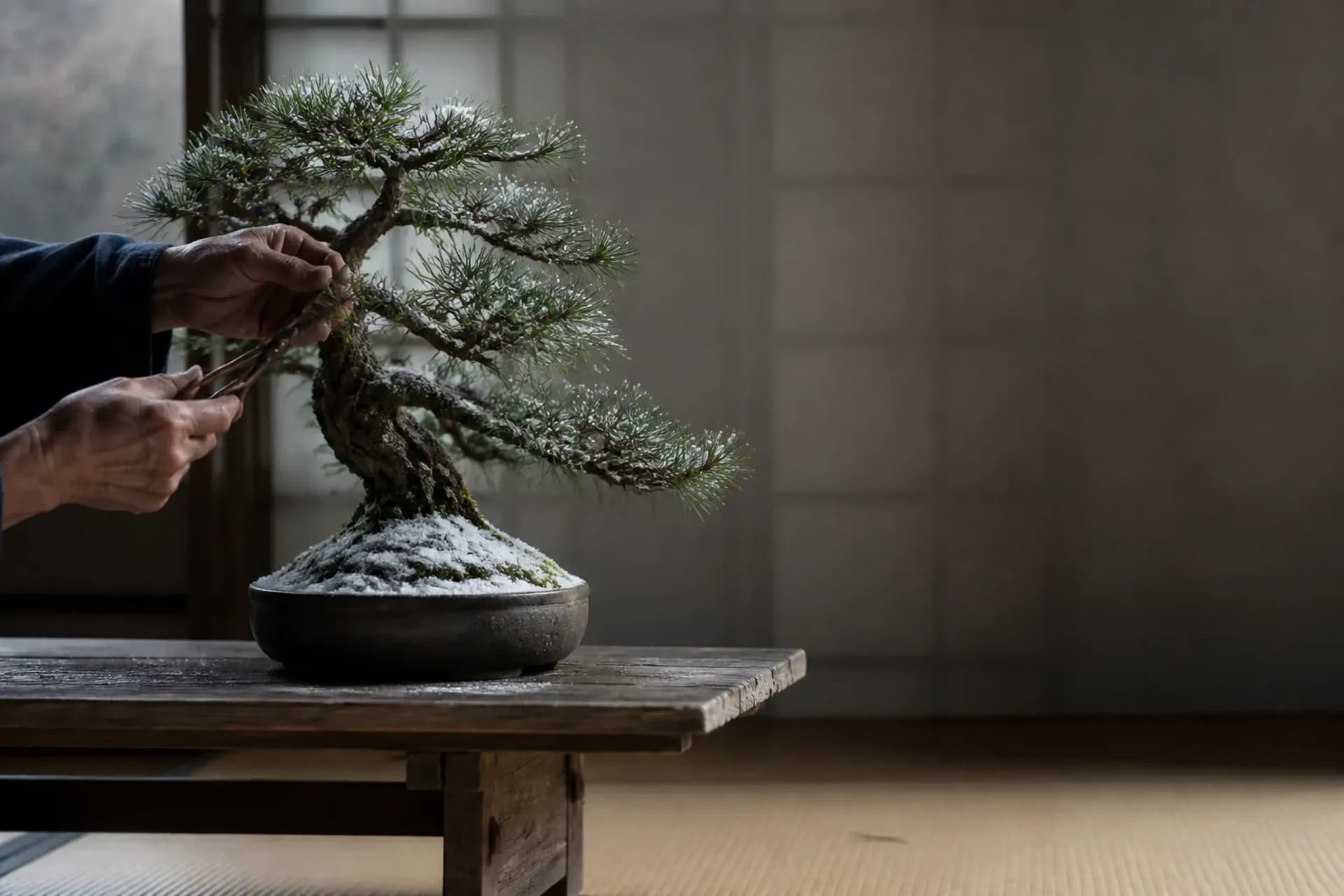 Bonsai Lessons in Tokyo & Saitama