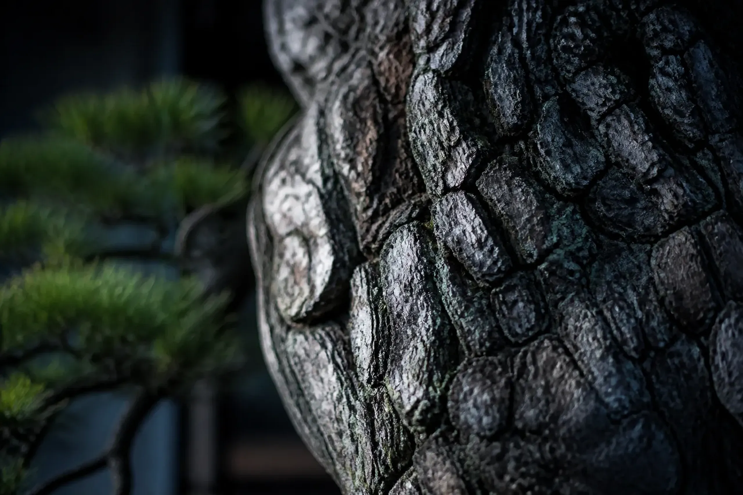 Detailed close-up of textured bark on a Japanese black pine bonsai tree.