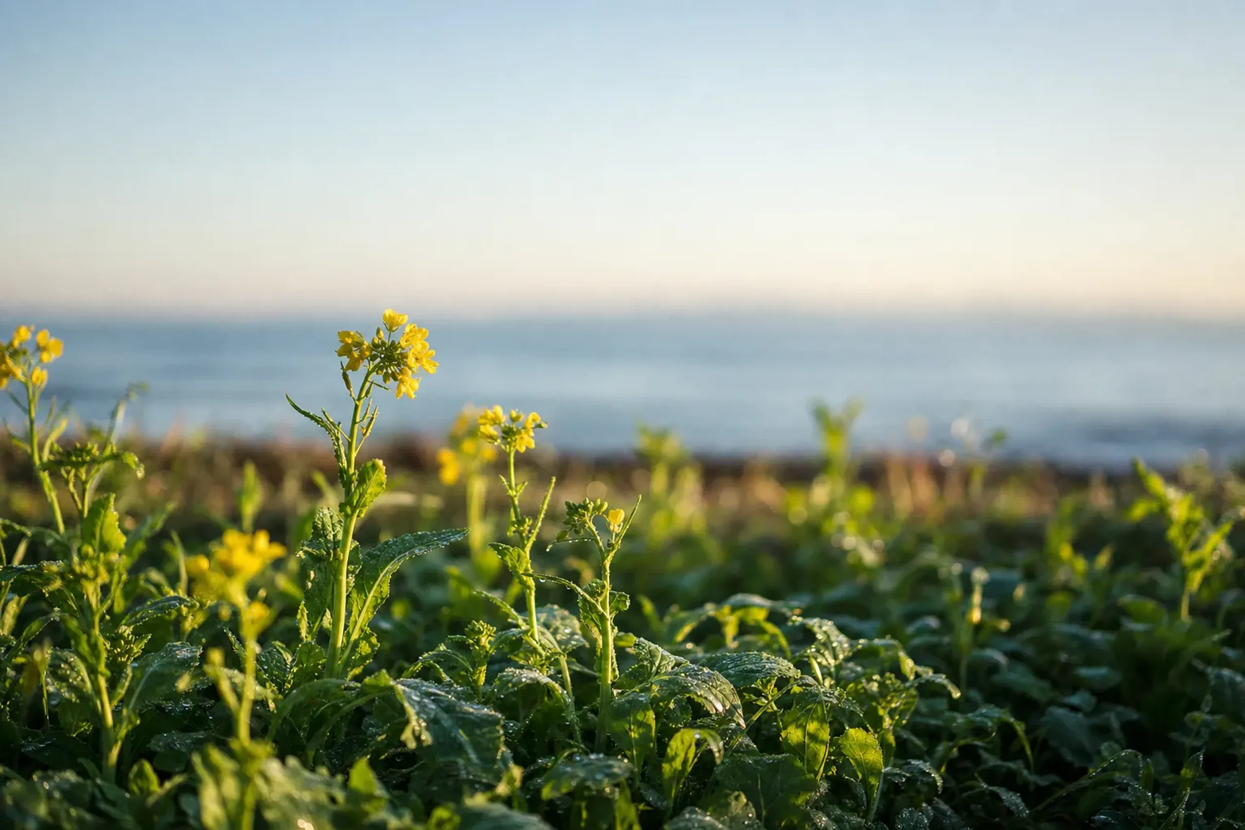 JNTO describes the Bōsō Peninsula as an easy getaway from