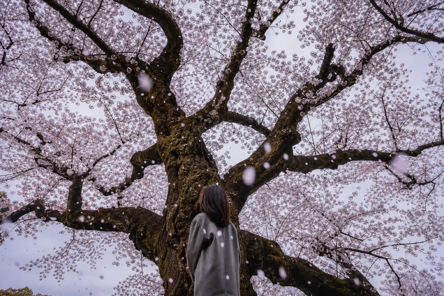 Sakura Season: Your Essential Guide to the Magic of Spring