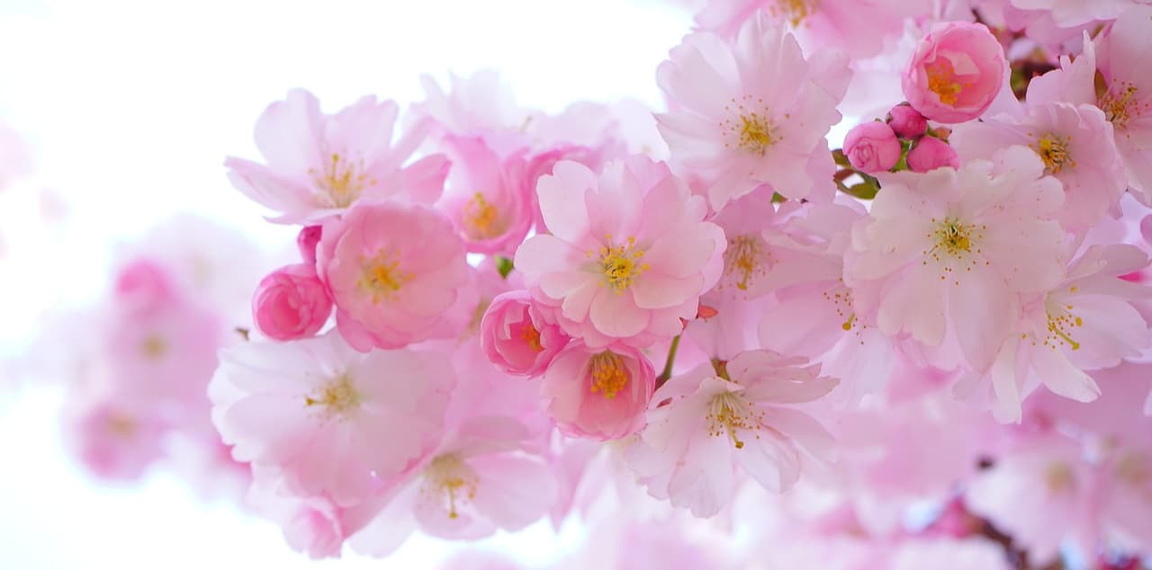 Indulge In An Exclusive & Luxurious Cherry Blossom Journey Across Japan