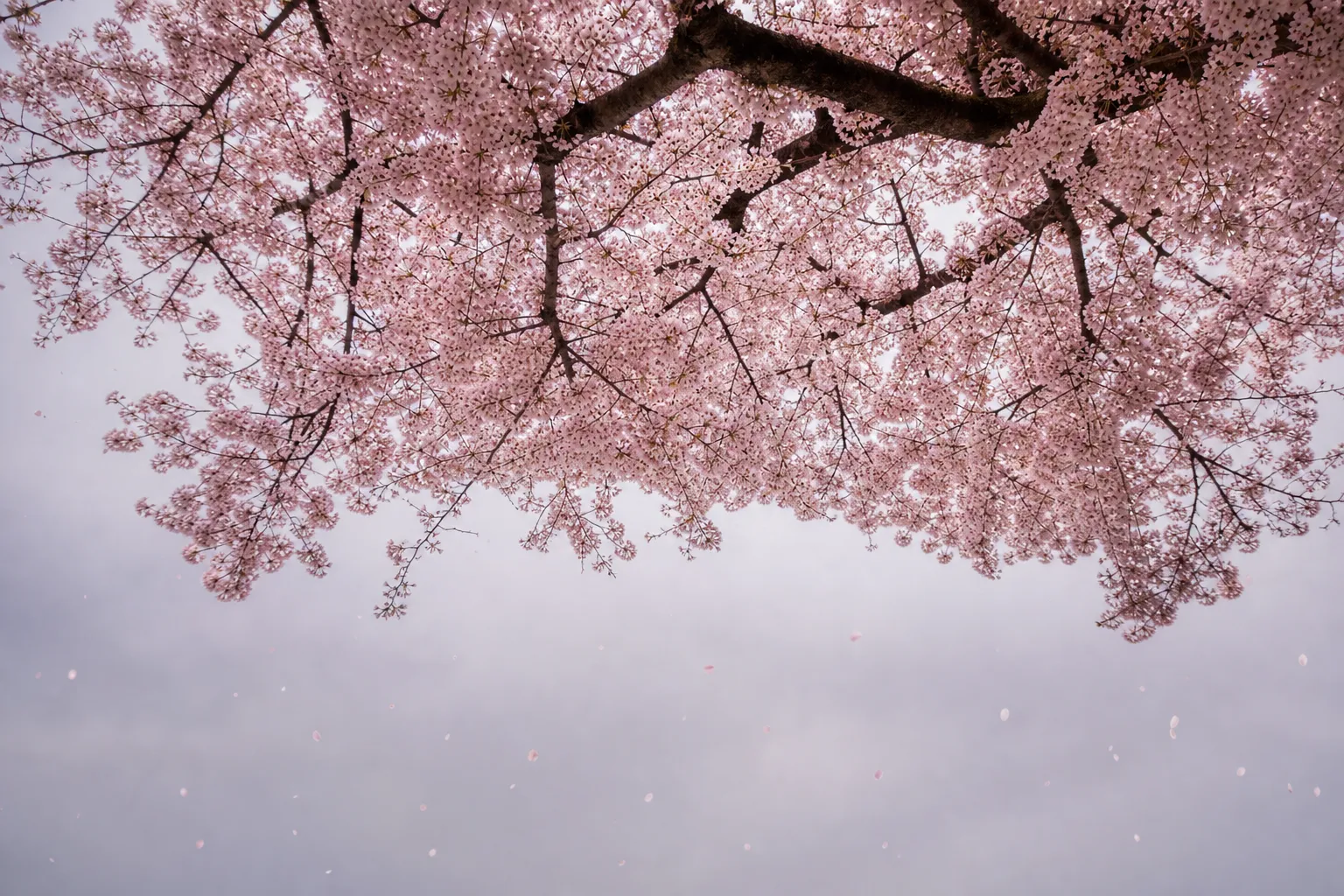 How to Experience Sakura in 2026: Best Views and Cultural Significance