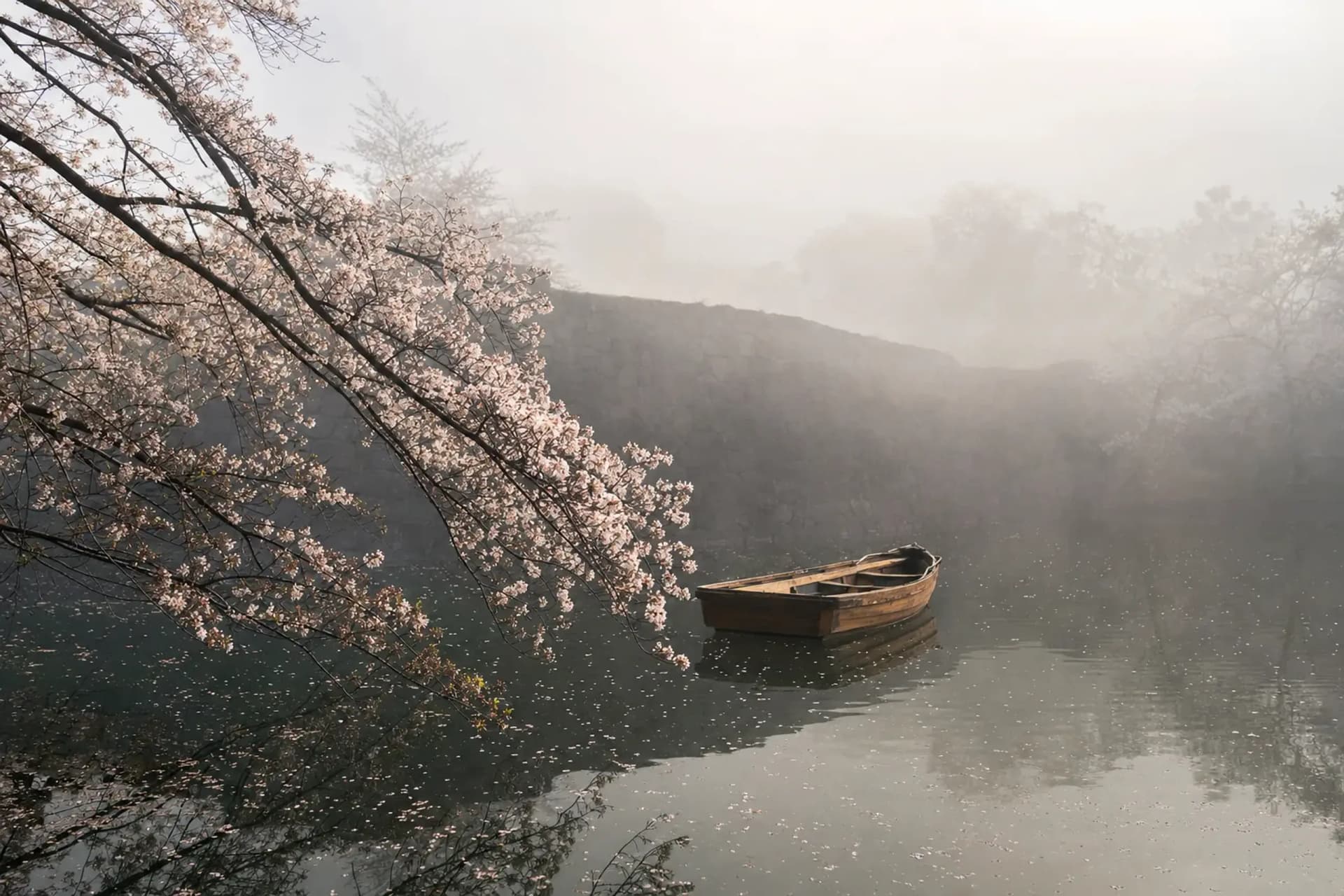 Chidorigafuchi: Cherry Trees Over an Edo Castle Moat