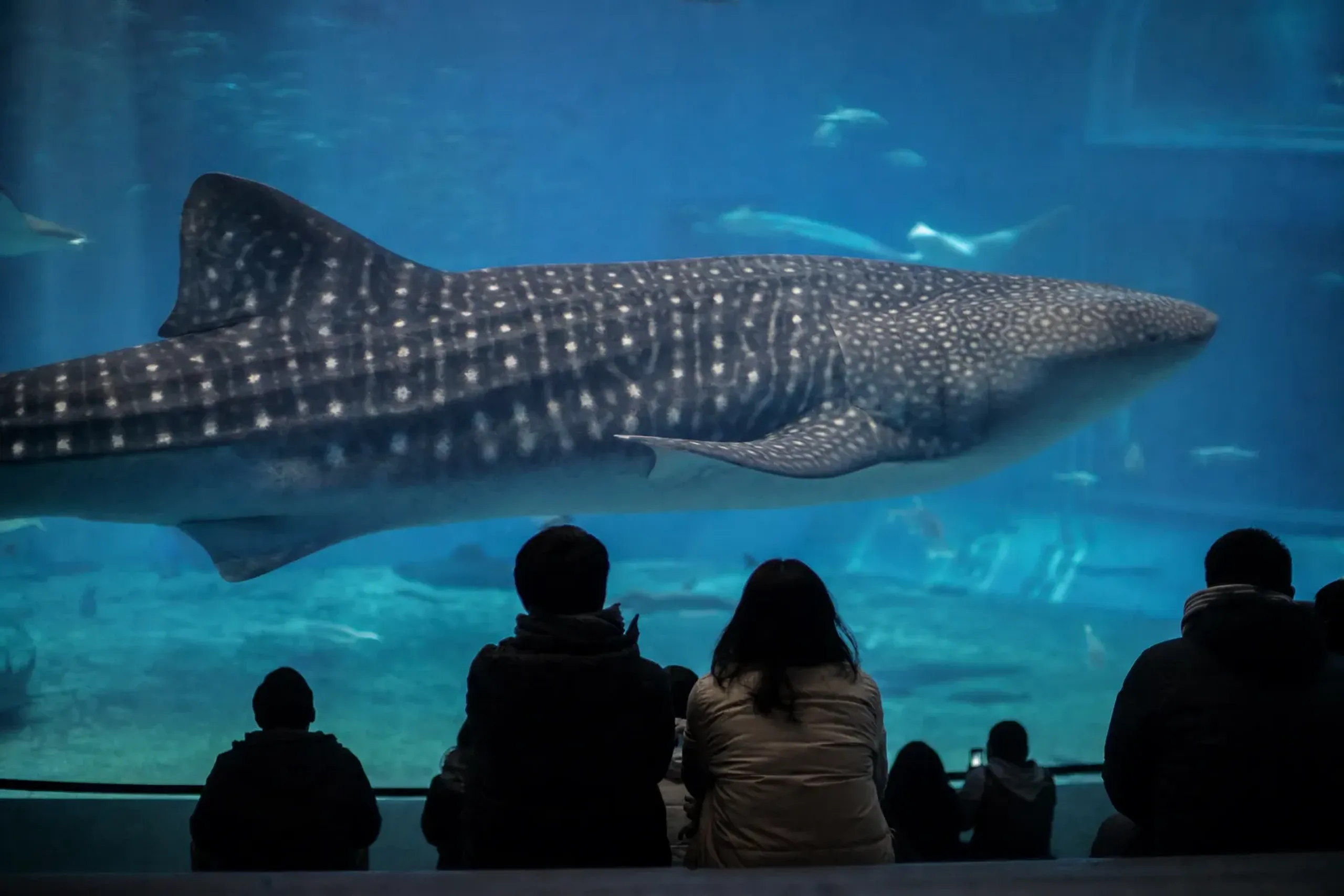 Whale shark Jinta passing the acrylic panel of the Kuroshio Sea tank at Churaumi Aquarium
