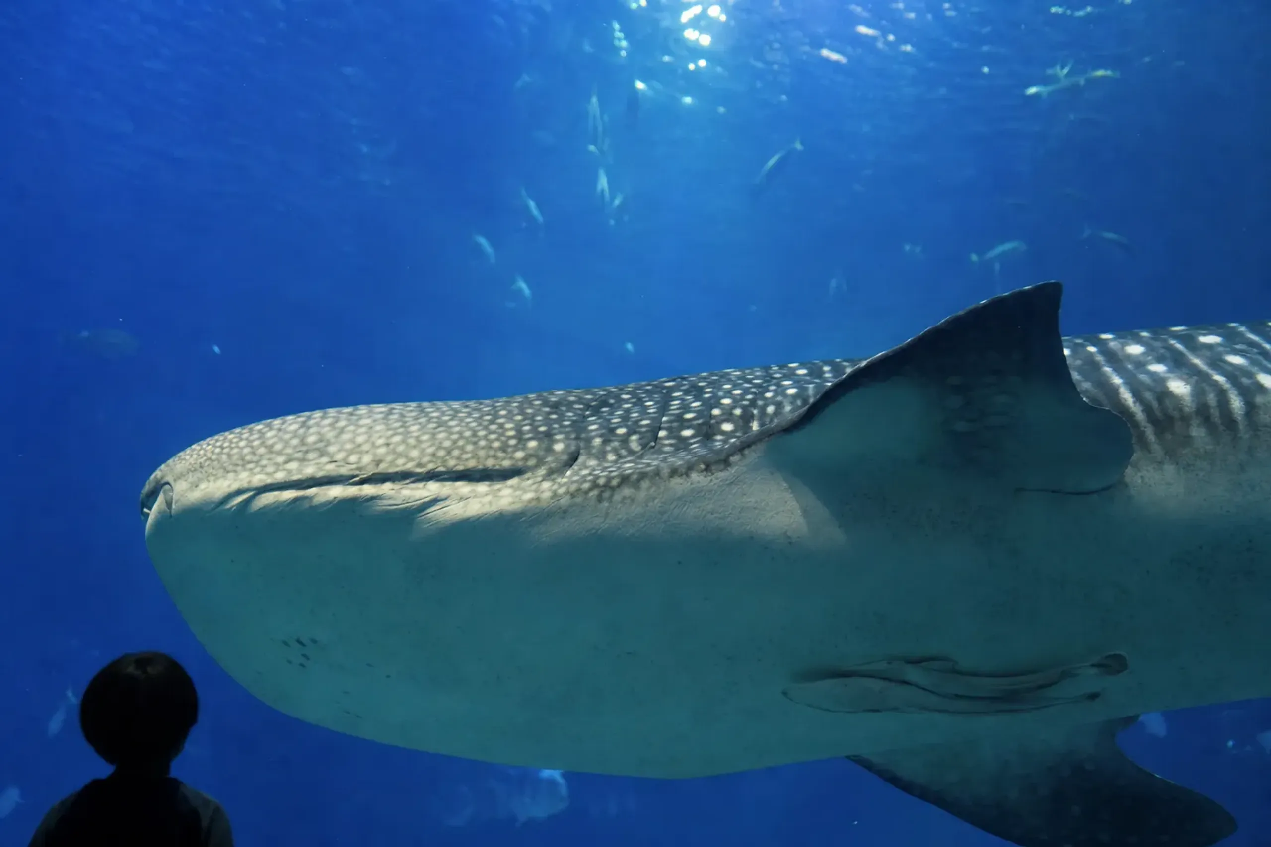 The developed claspers on the underside of Jinta the 8.8-metre whale shark, visible as he passes the acrylic wall of the Kuroshio Sea tank
