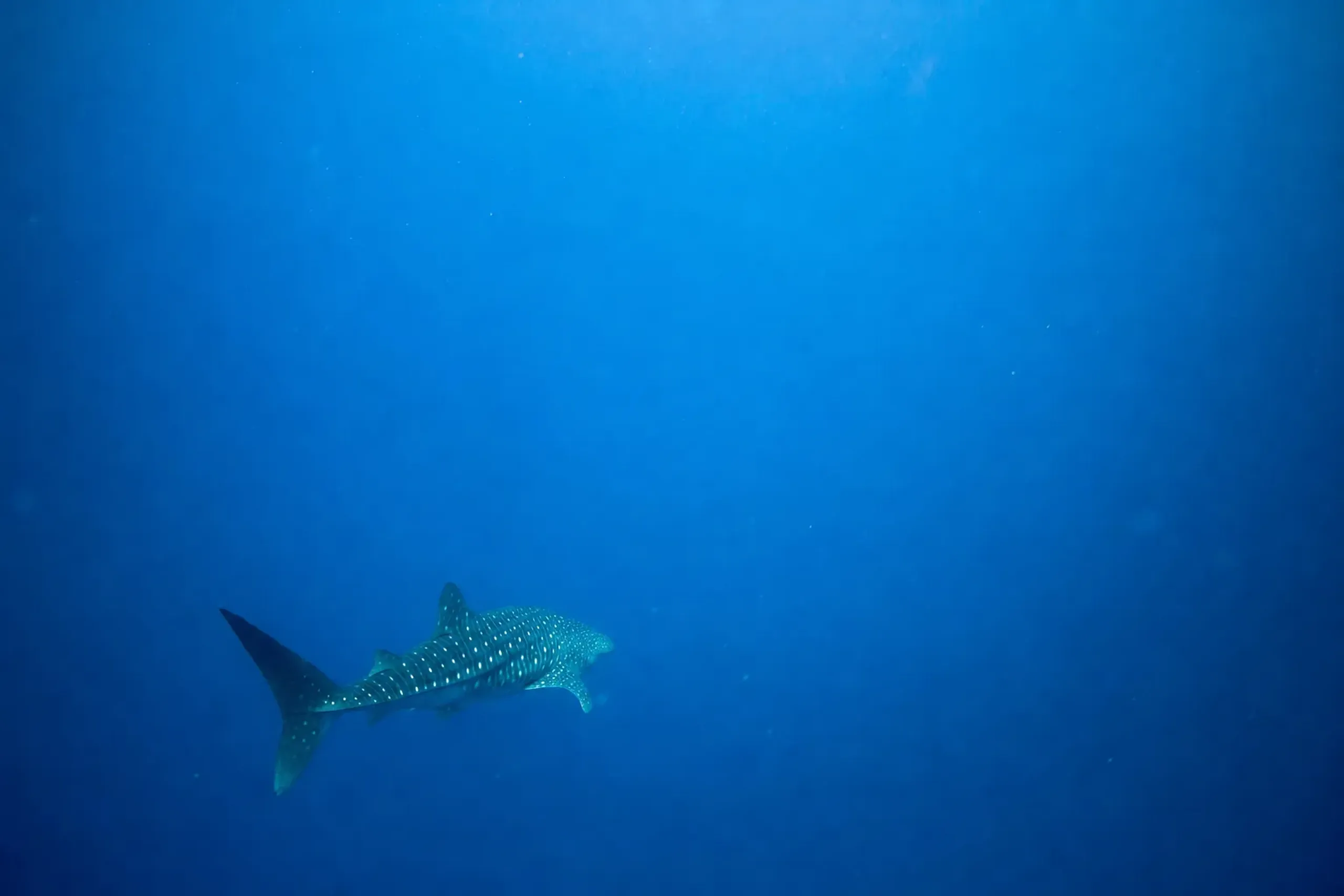 A single solitary whale shark, Jinta, crossing the vast empty blue expanse of the Kuroshio Sea tank alone
