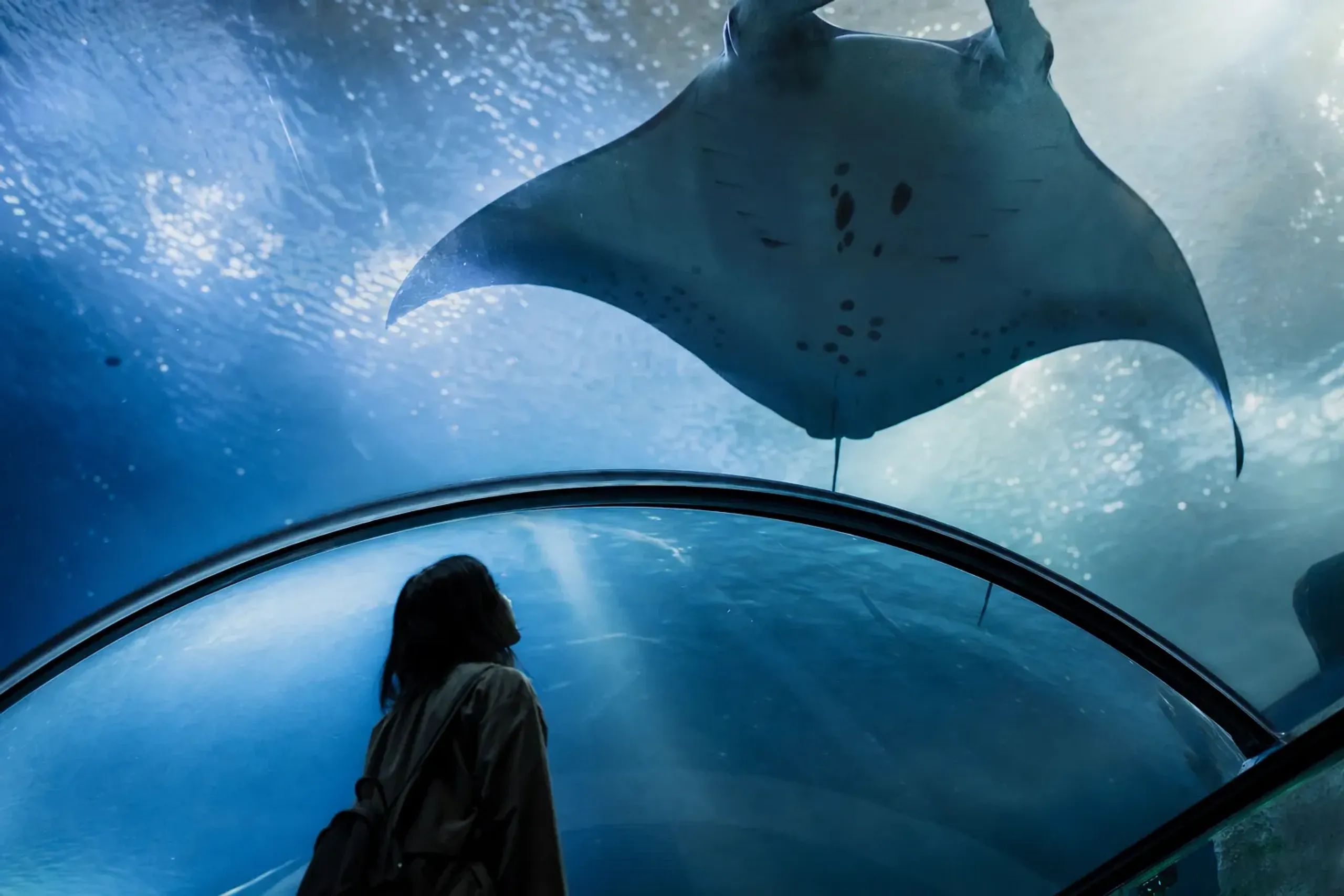 The overhead acrylic viewing passage of the Kuroshio Sea tank with manta rays folding and unfolding above