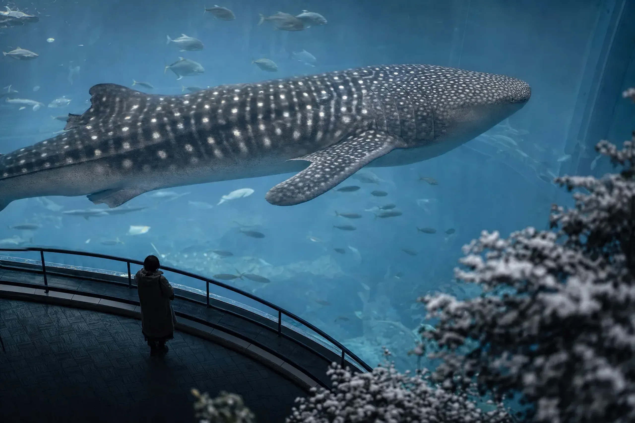 Thirty-One Years: The World's Longest-Kept Whale Shark