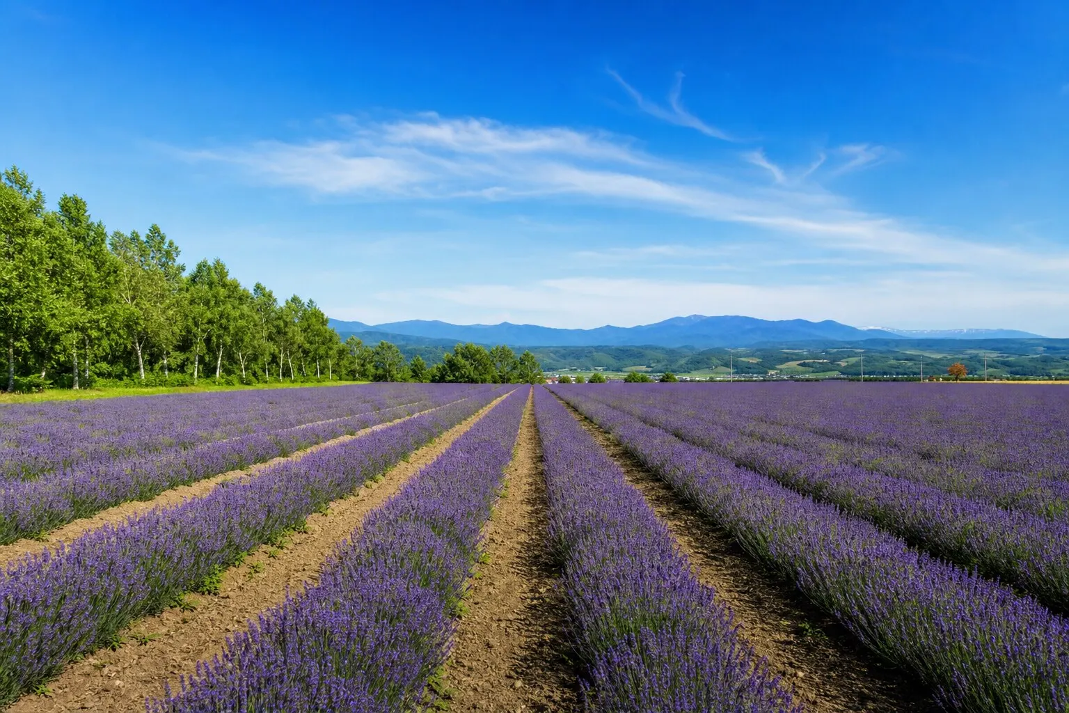 Lavender fields in Furano, Hokkaido during July with purple rows and distant hills