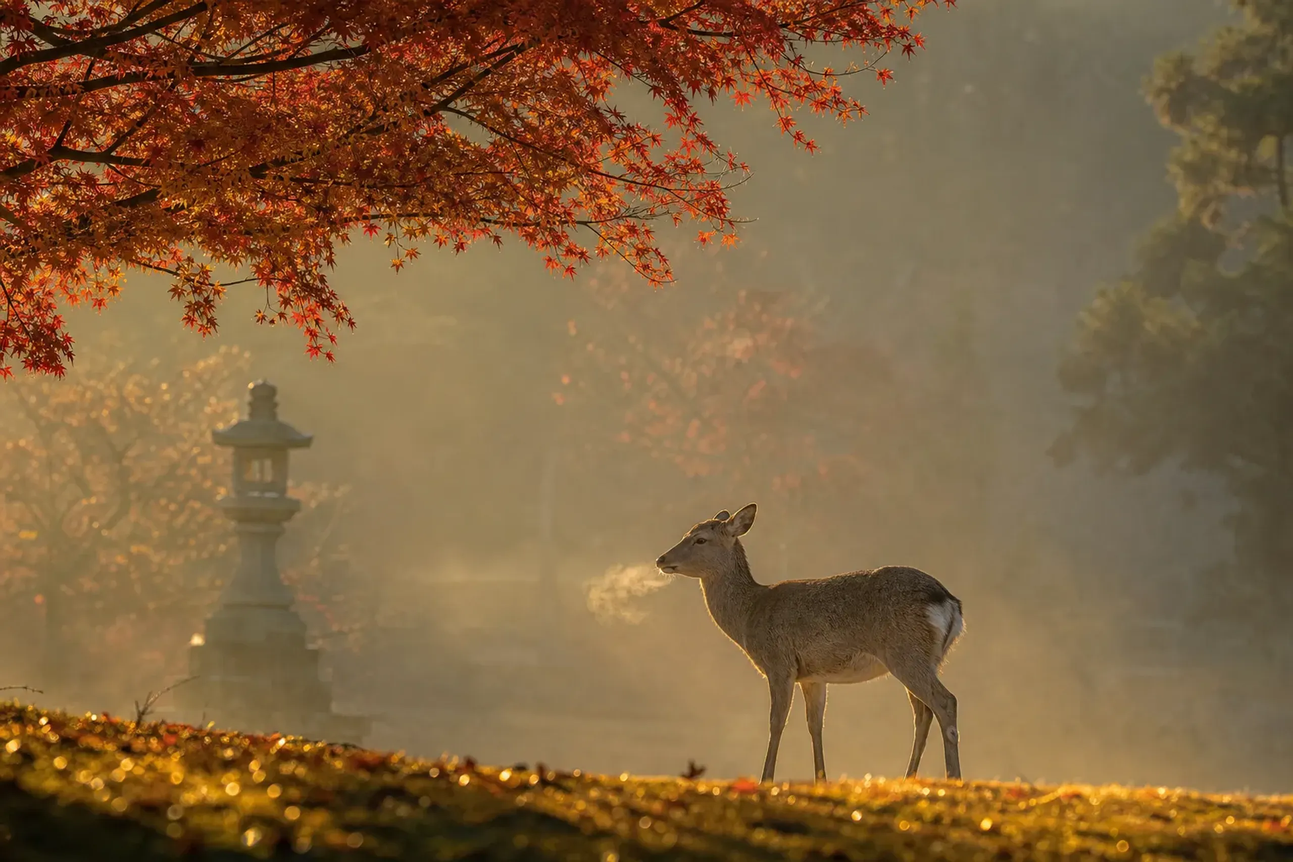 Deer Park in Nara