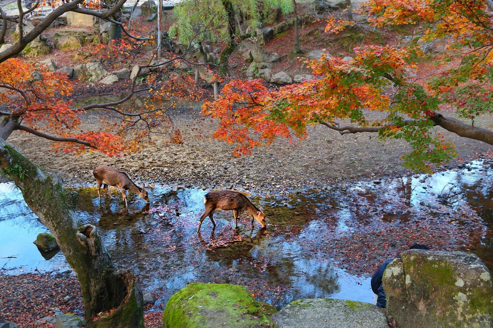 Deer Park in Nara