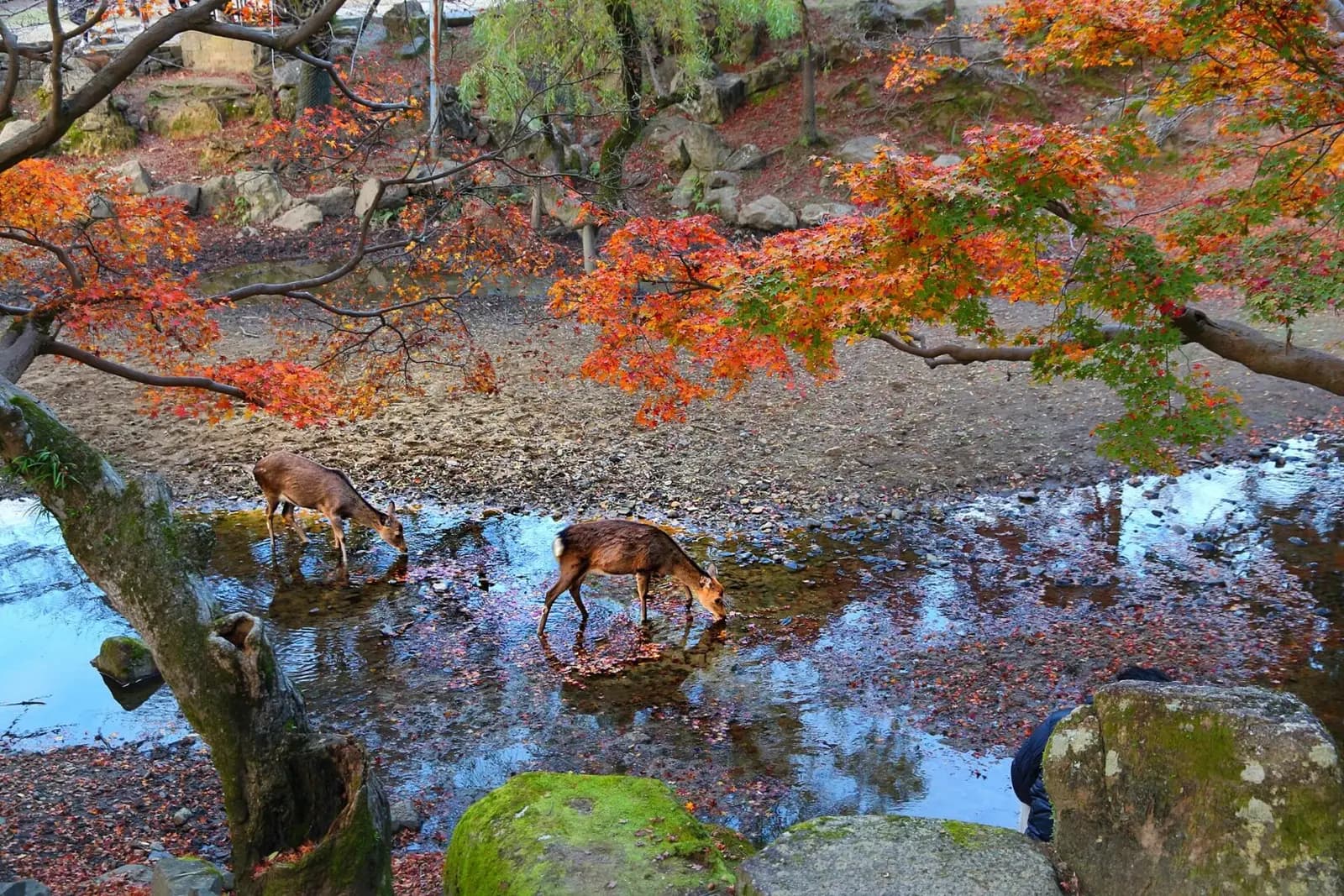 Deer Park in Nara
