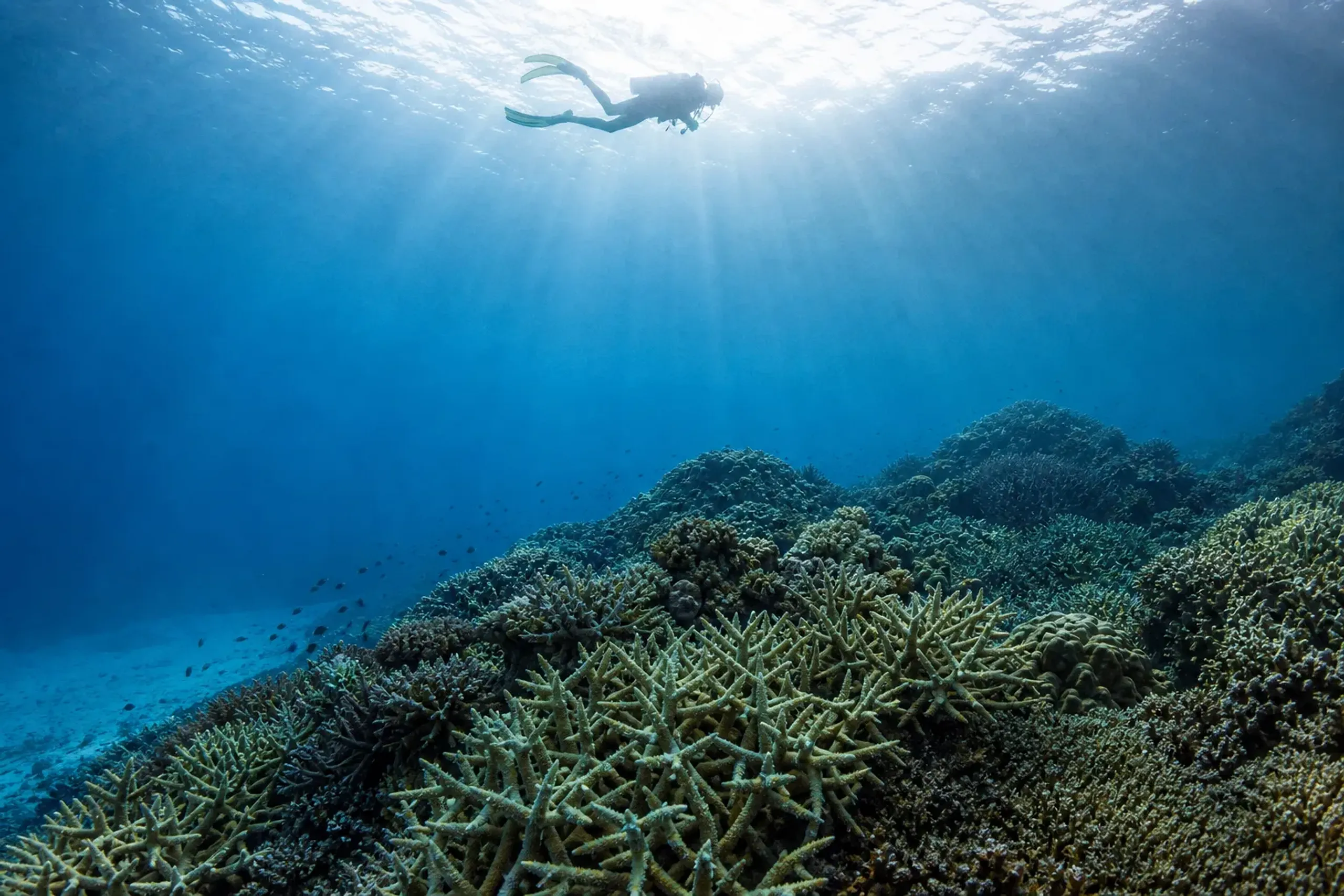 Solo scuba diver hovering above coral in clear Kerama Blue water