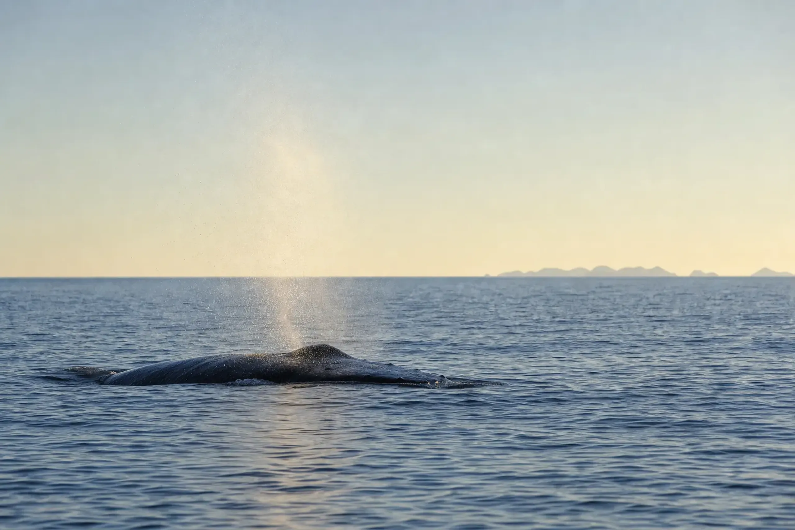 Humpback whale surfacing in winter waters off the Kerama Islands, Okinawa