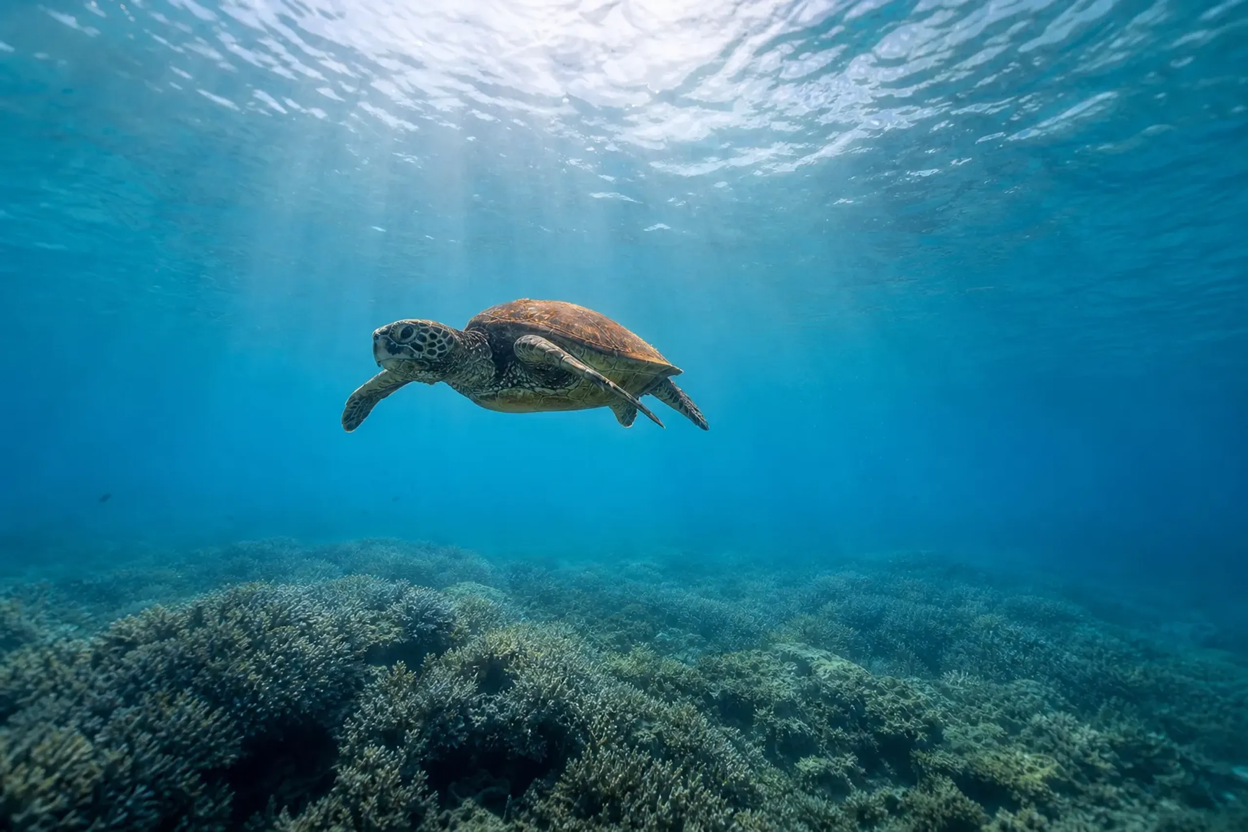 Dive the Kerama Islands: Private Tours with JRS