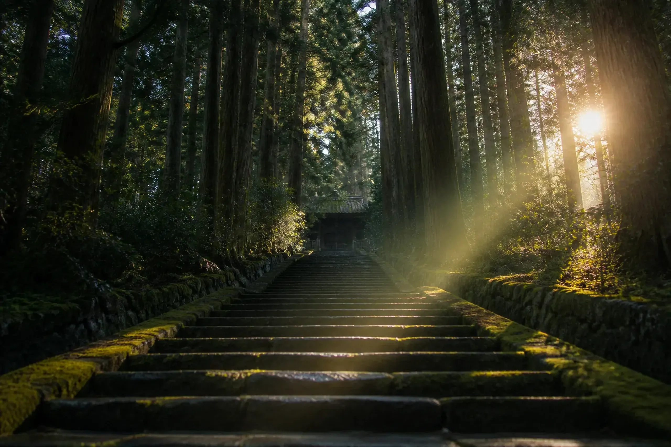 Stone steps and cedar trees at Engaku-ji temple in Kamakura in early morning light