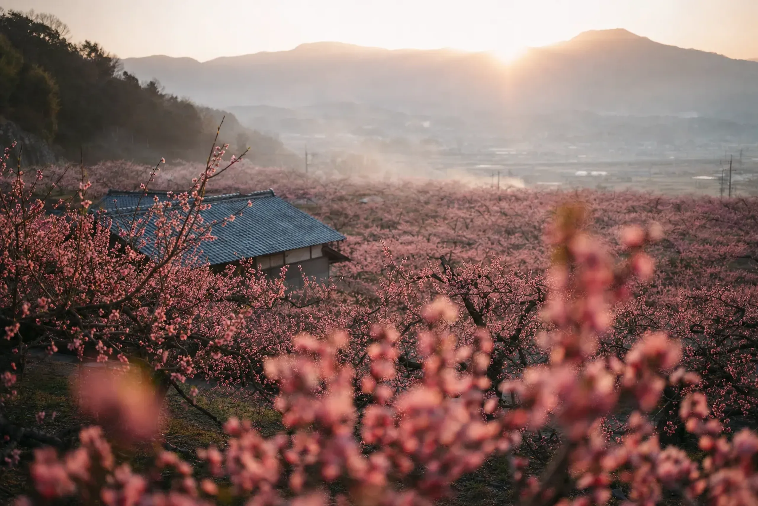 Fuefuki's peach blossoms bloom from early to mid April, vary