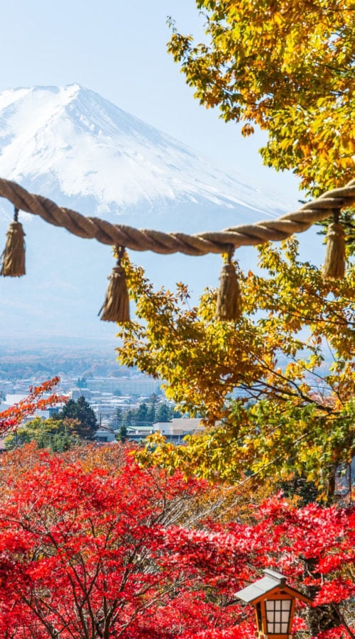 FUJI DRIVE TO SHRINP
