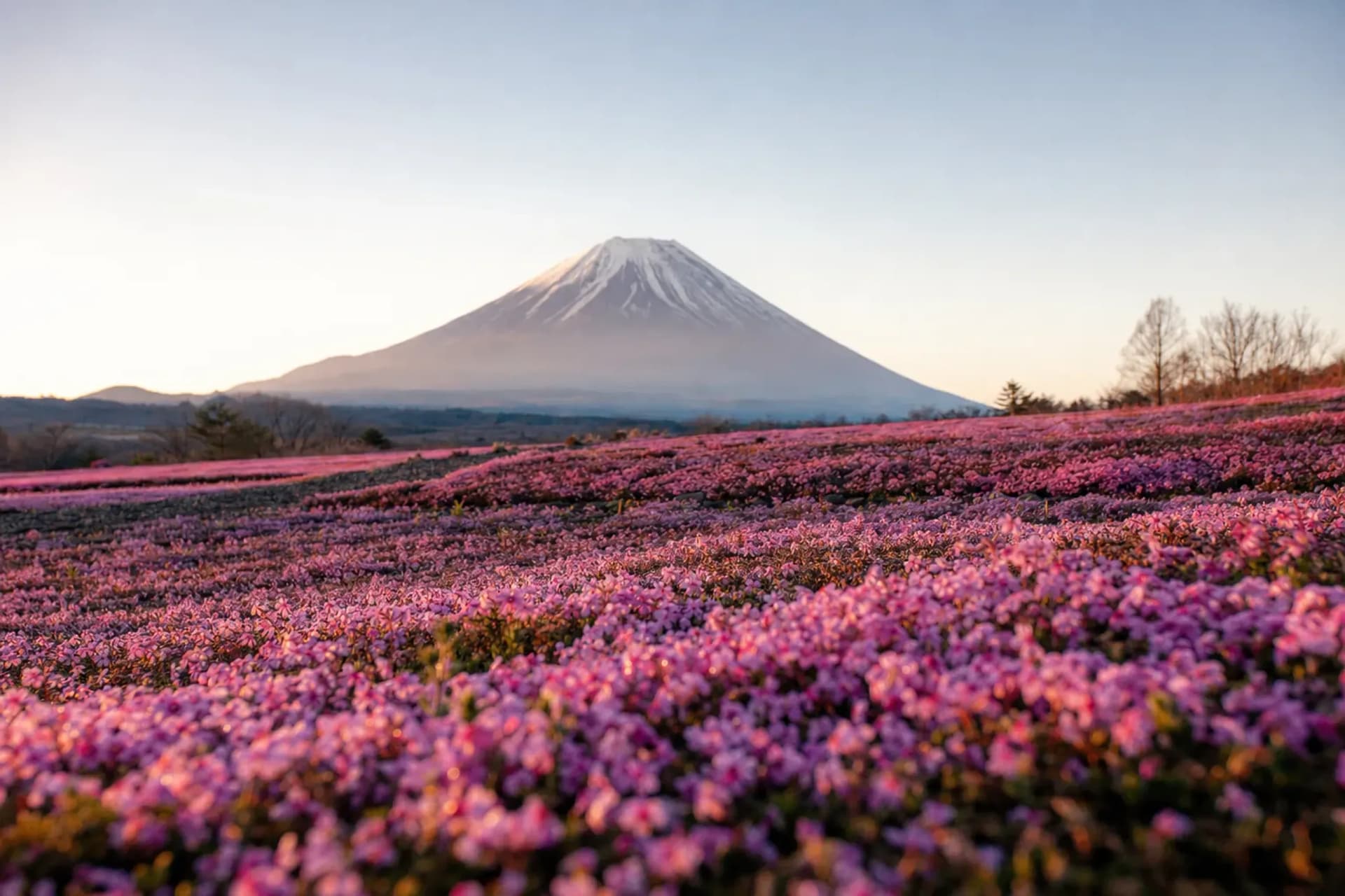 Fuji Shibazakura Festival: The Parking Fills Before Flowers.