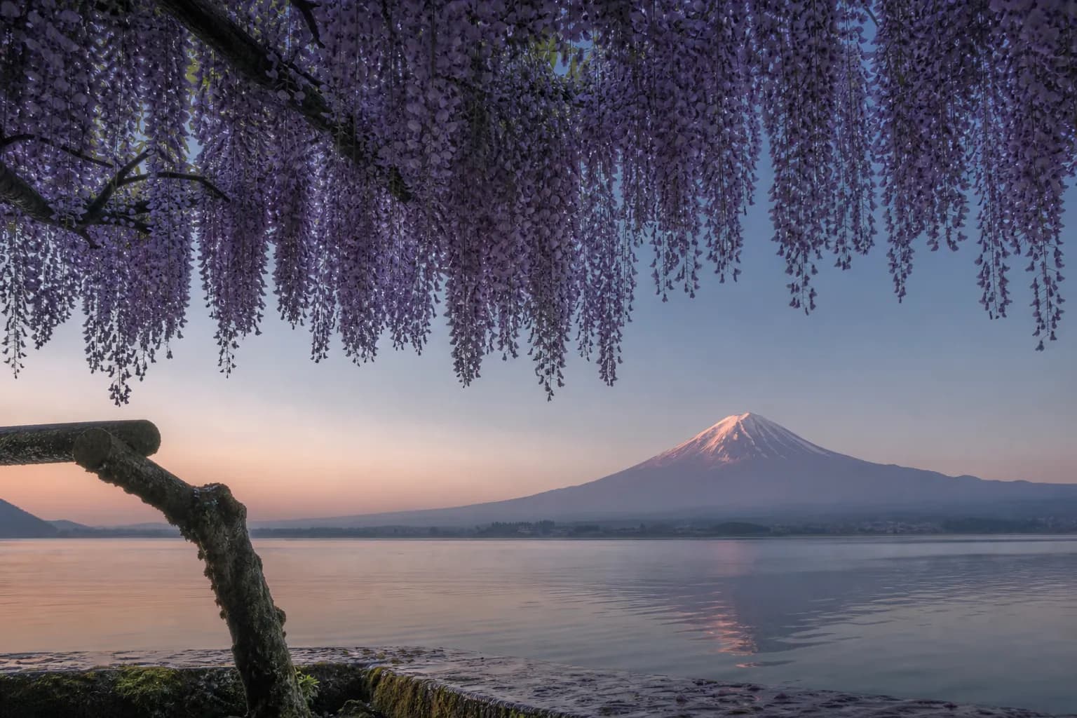Fuji Wisteria: Where and When to See Japan's Wisteria in Full Bloom