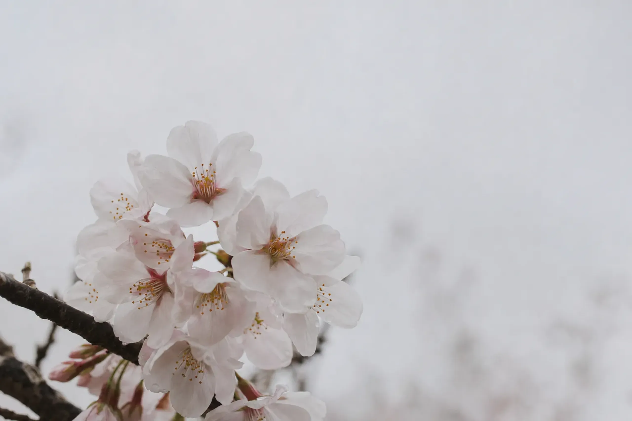 Pale Somei-Yoshino cherry blossoms open against a soft grey spring sky in Fukuoka