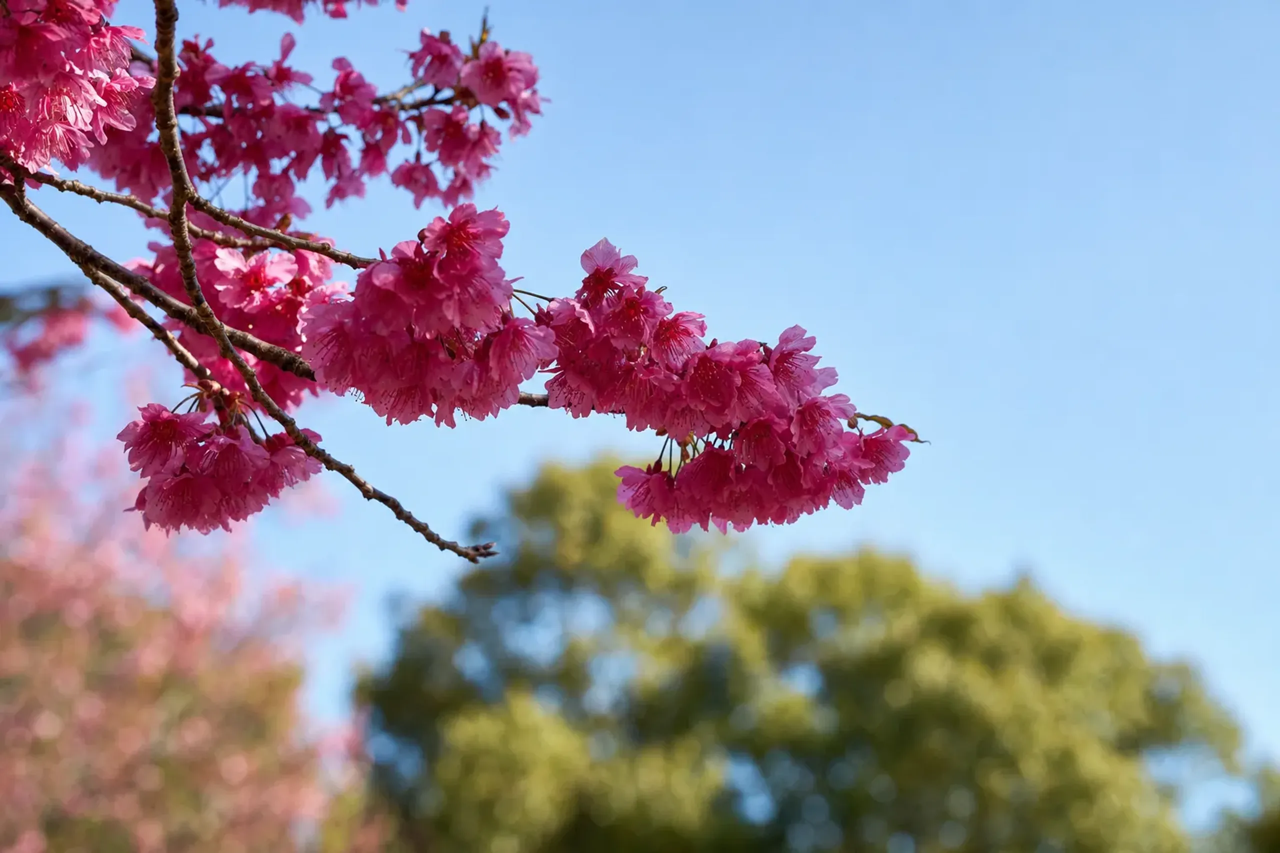 Deep pink Kawazu-zakura cherry blossoms blooming in February in Fukuoka Prefecture