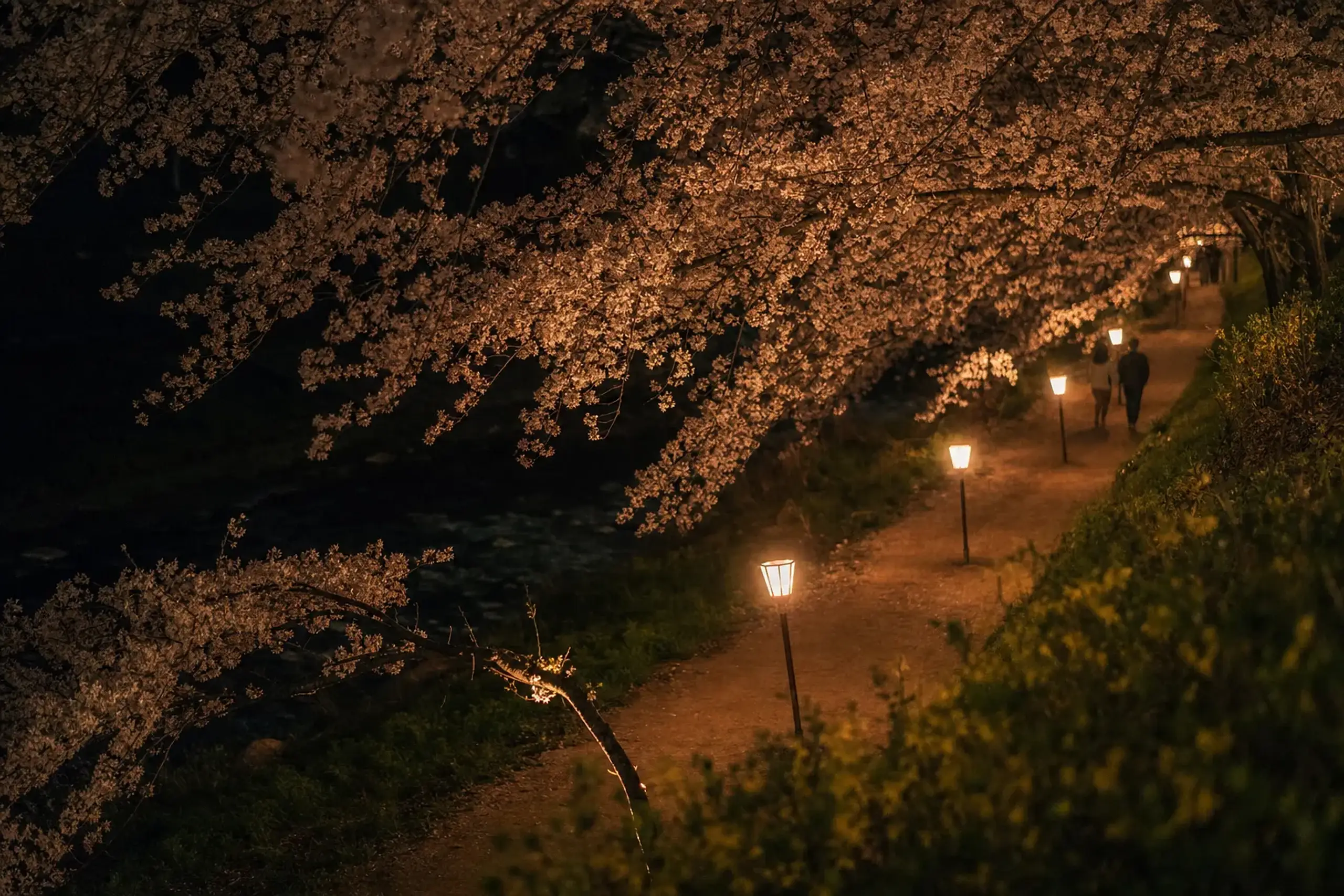 Cherry blossom trees illuminated at night during a Fukuoka spring festival