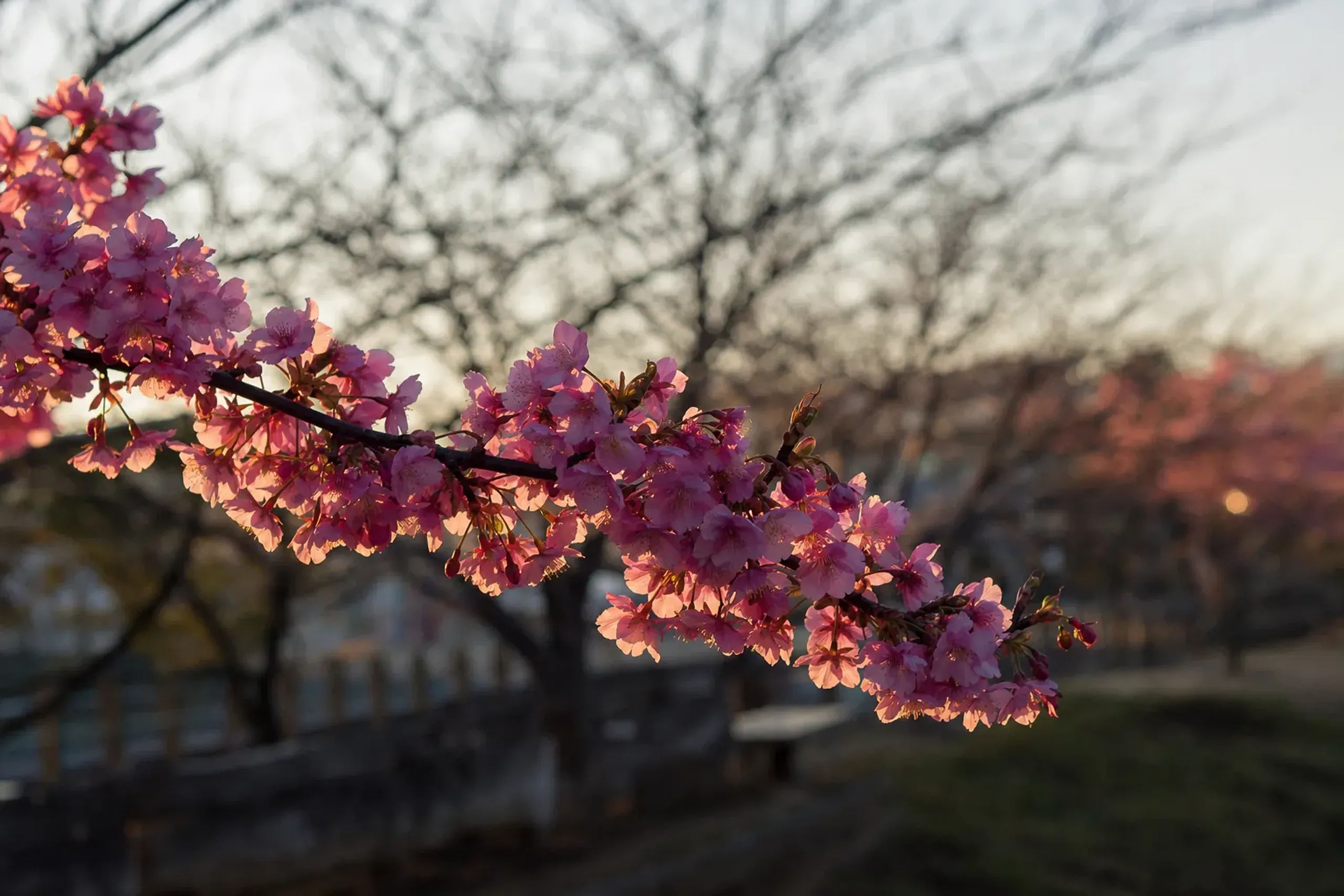The deep pink Kawazu-zakura cherry trees in bloom at Amagi Park in Asakura, Fukuoka Prefecture, their warm blossoms holding on the branch in February light