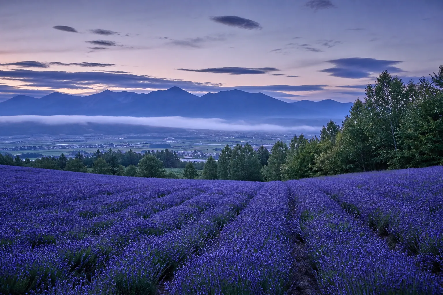 Rows of blooming lavender on rolling hills at a Furano flower farm at dawn