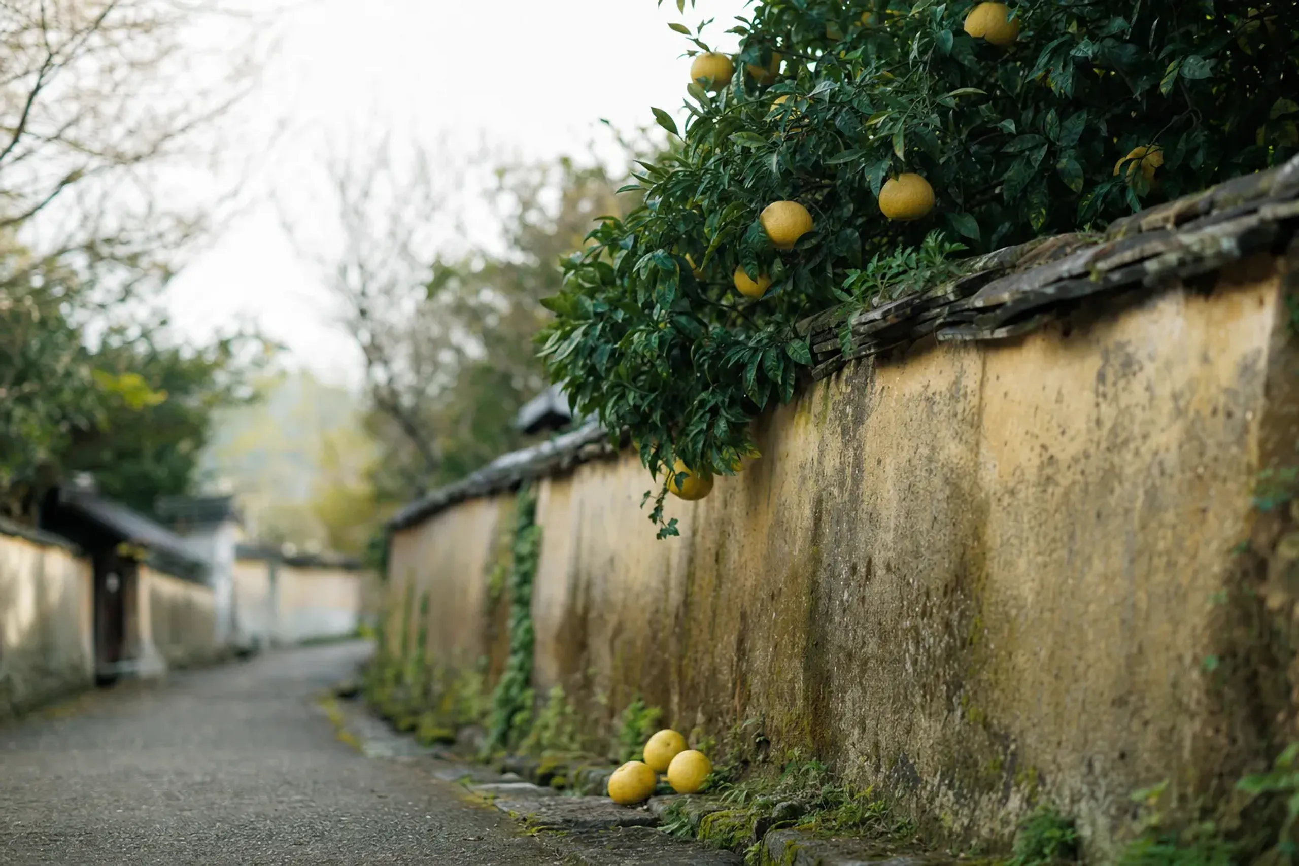 To plan a private spring journey through Hagi's citrus-shelt