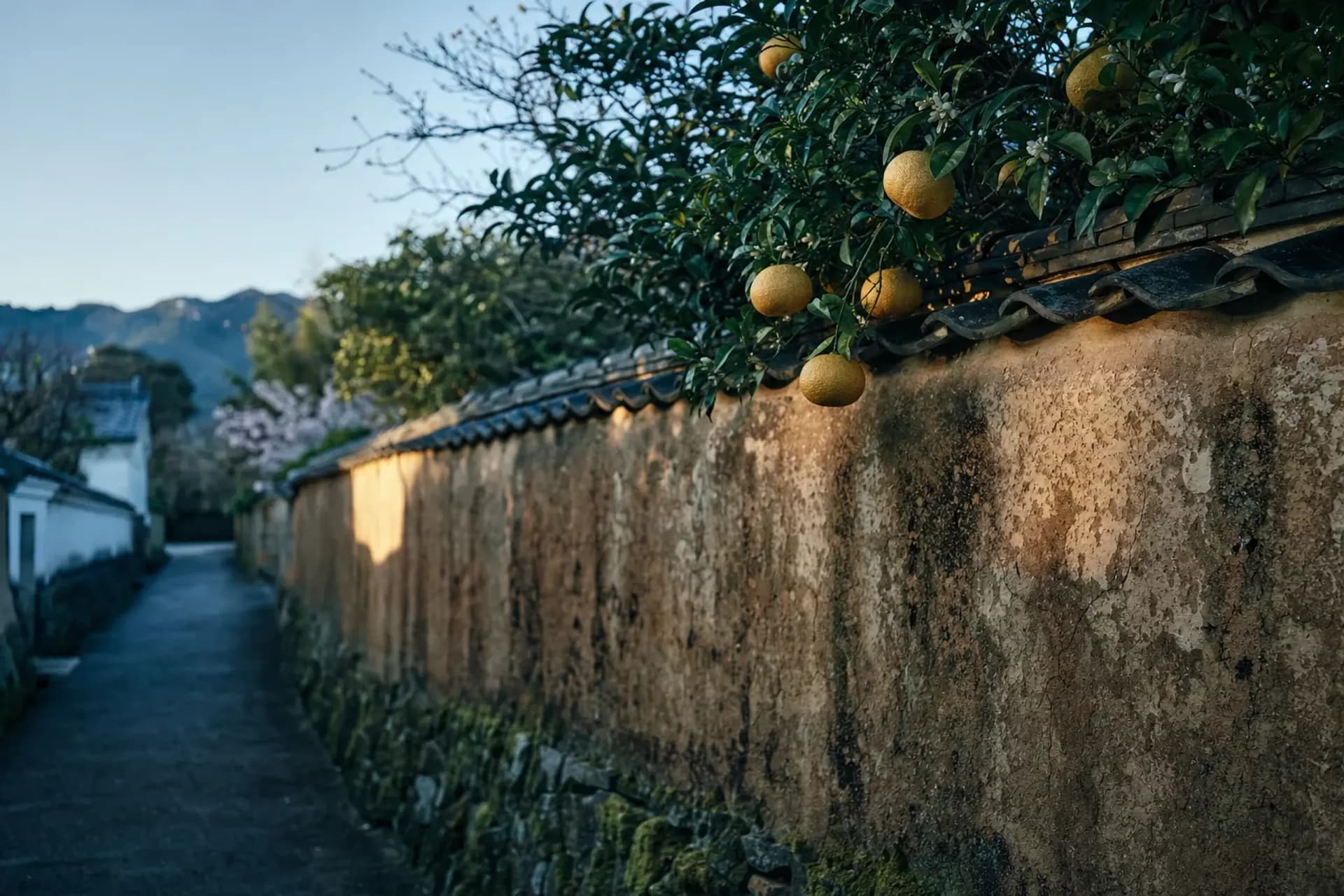The Walls Survive Because of a Fruit Tree: Hagi in Spring