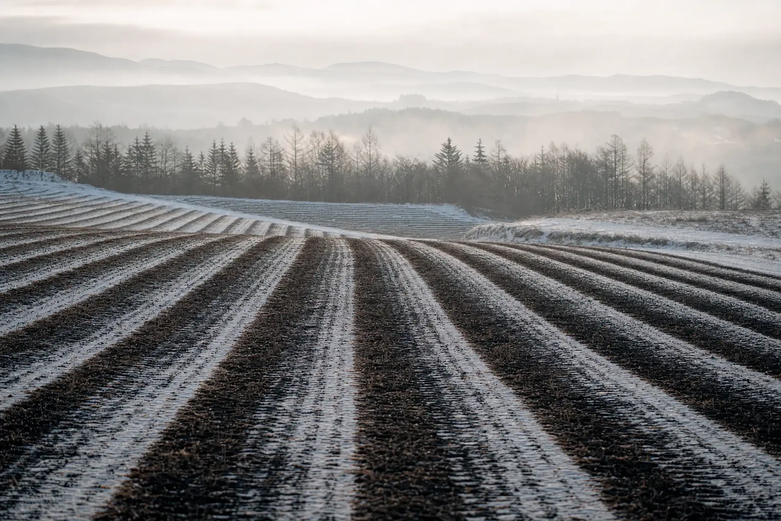 the empty, still-brown lavender fields of Furano in early spring, snow lingering at the field edges before summer bloom