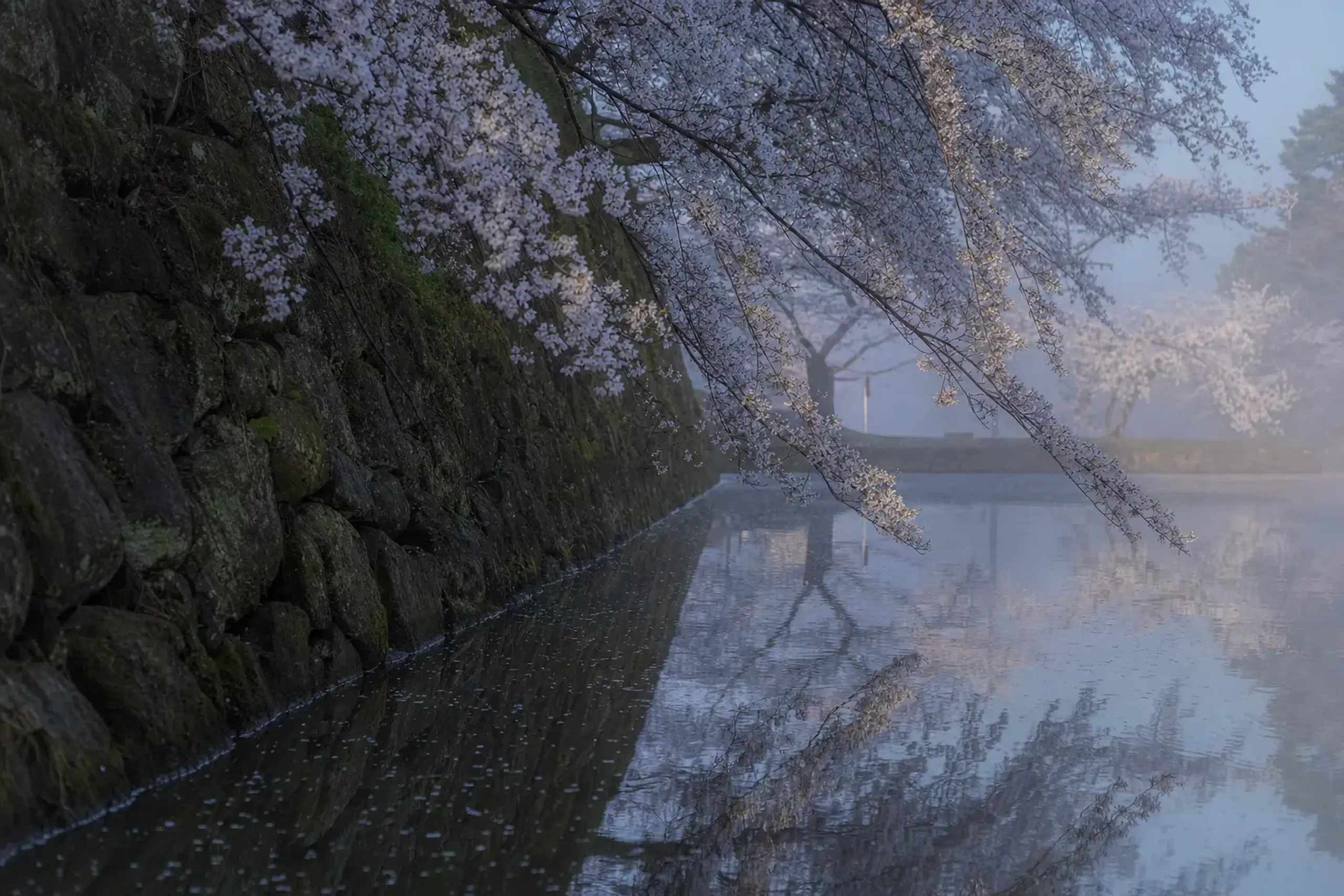 The moat-level path at Goryōkaku at petal height, cherry blossoms overhanging the still water beside the old fortification stones at dawn