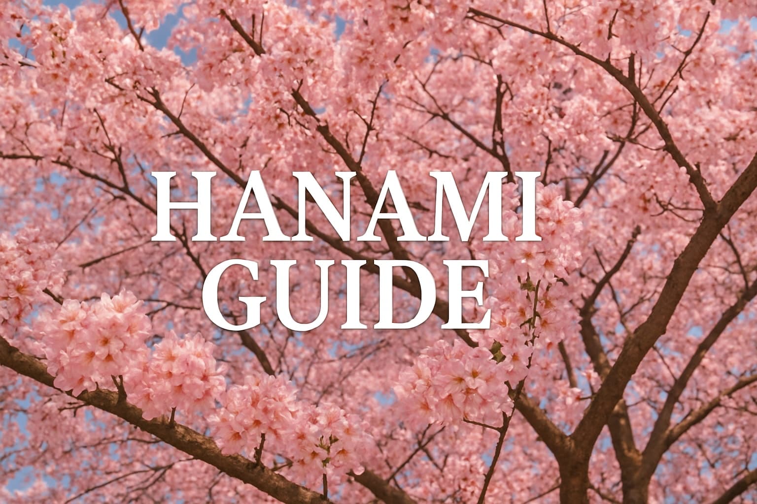 Hanami Guide: Experience Cherry Blossom Magic in 2026