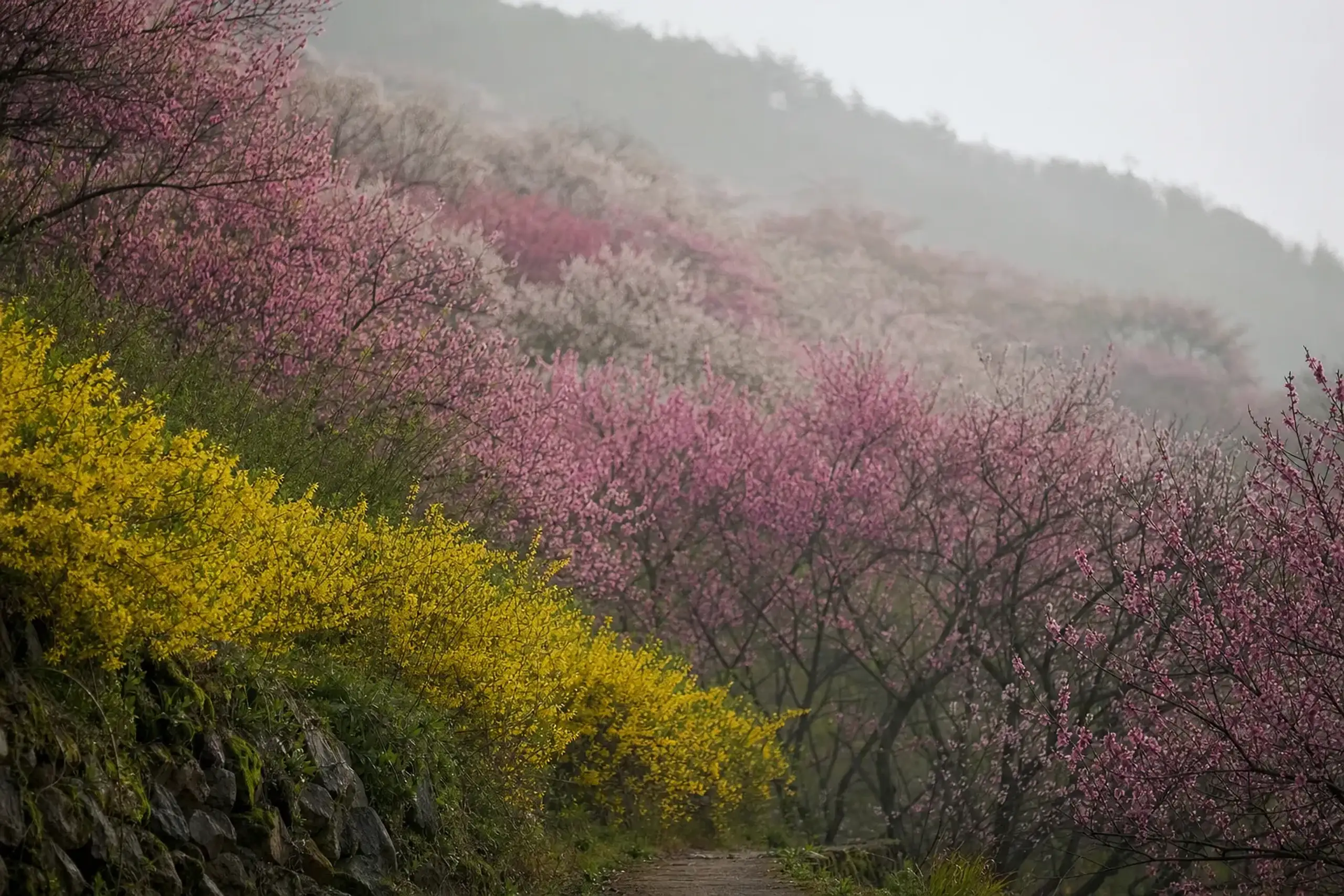 The terraced hillside of Hanamiyama in overlapping bloom, heavy pink flowering peach giving way to pale cherry blossoms, with yellow forsythia on the lower slopes, Fukushima